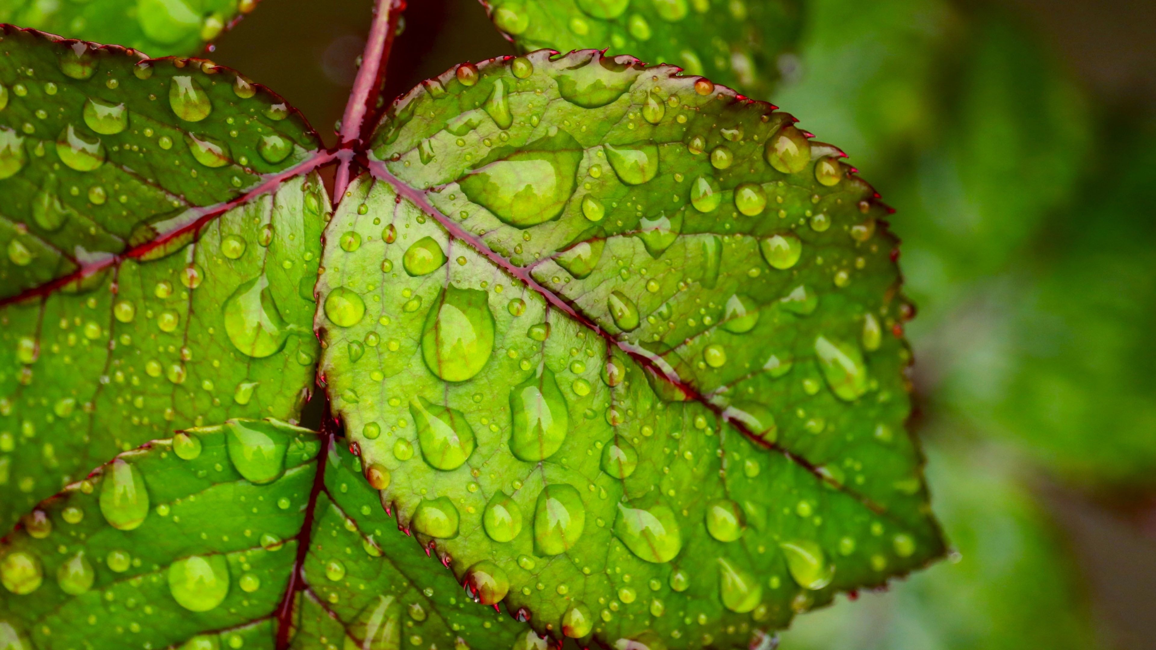 Green Leaf, Water droplets, Green leaf, Ultra HD wallpapers, 3840x2160 4K Desktop