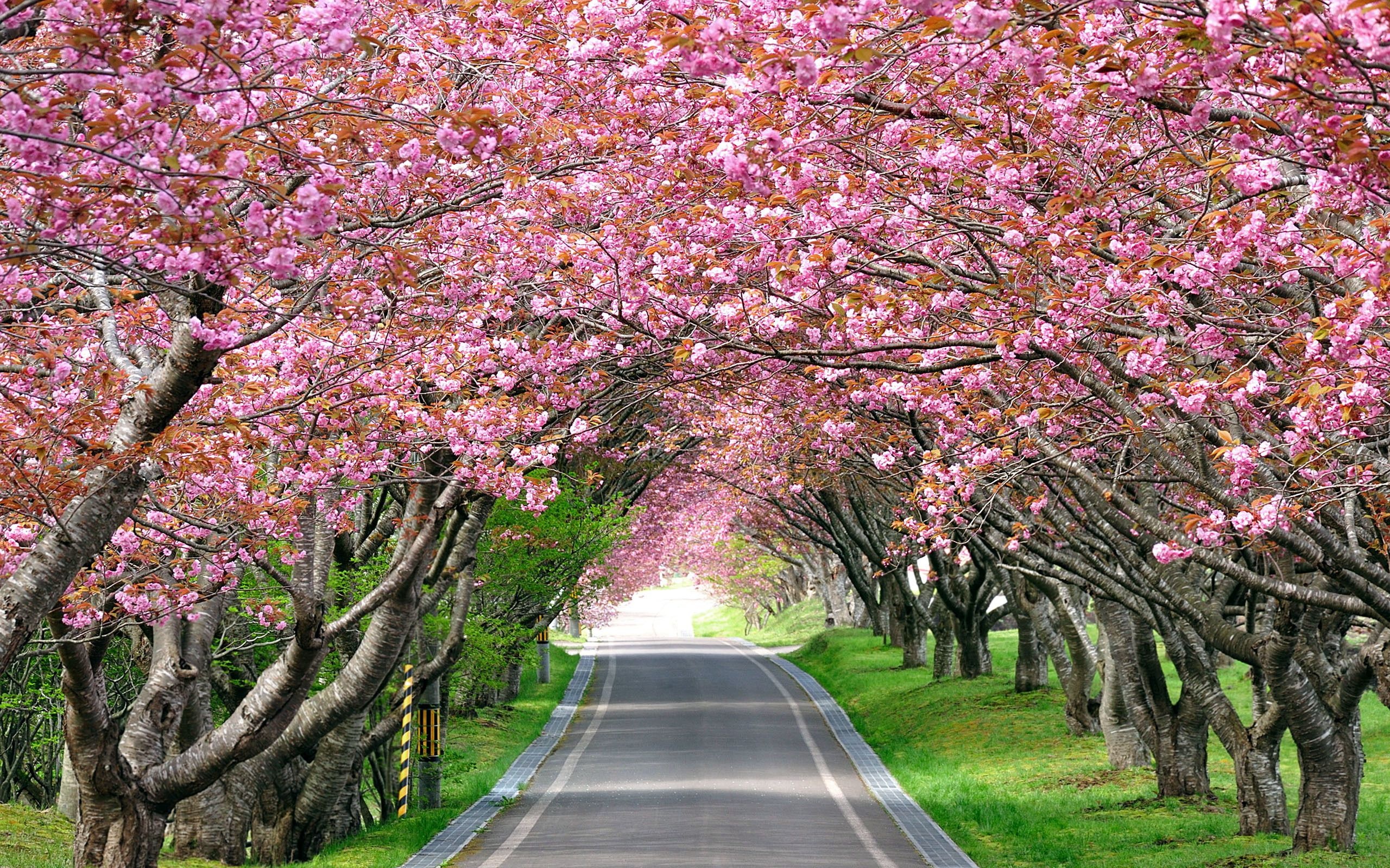 Blooming cherry blossom canopy, Asphalt road tree tunnel, Pink sakura tree avenue, HD Desktop wallpaper