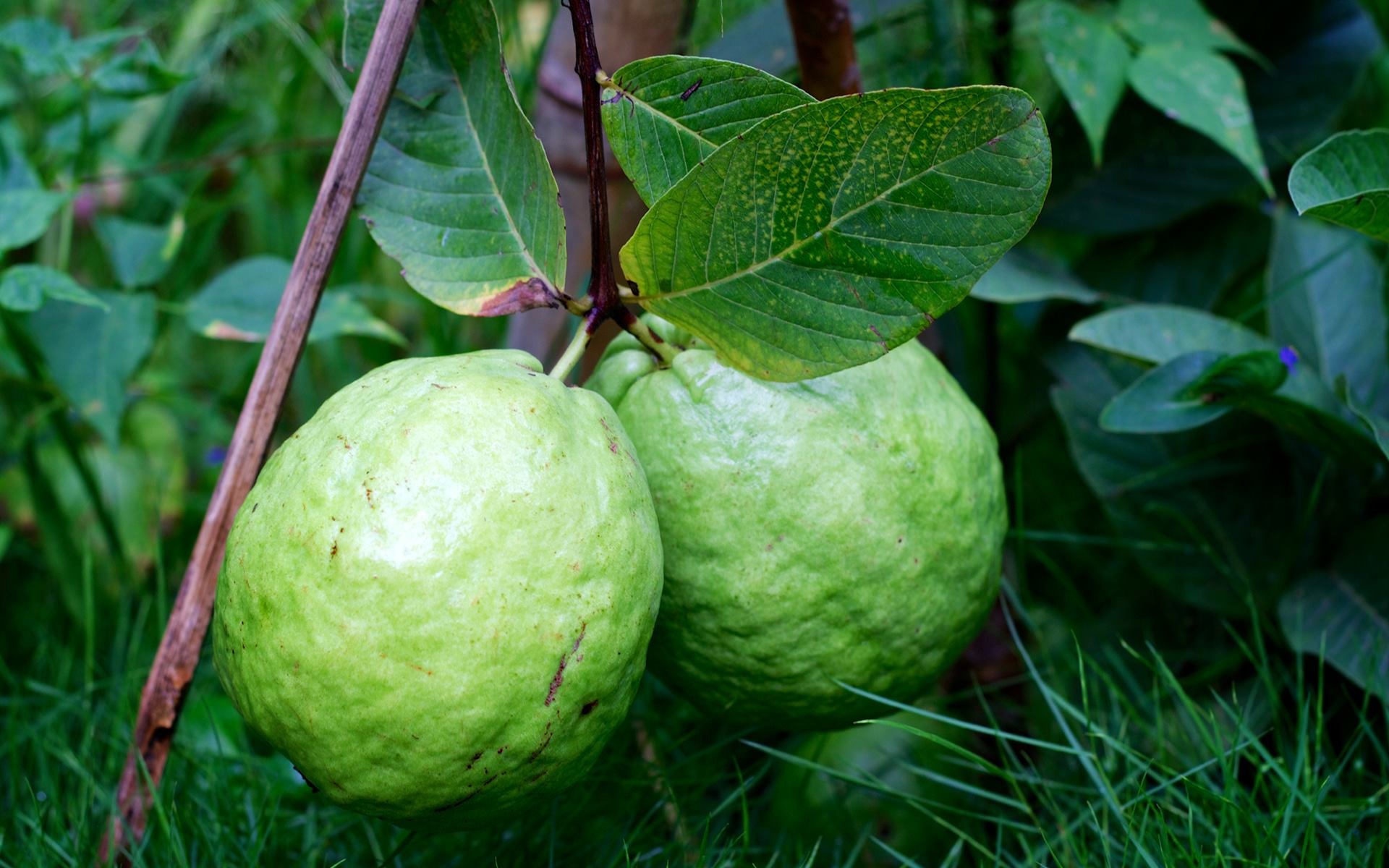 Guava background, Vibrant wallpaper, Exotic fruit, Desktop beauty, 1920x1200 HD Desktop