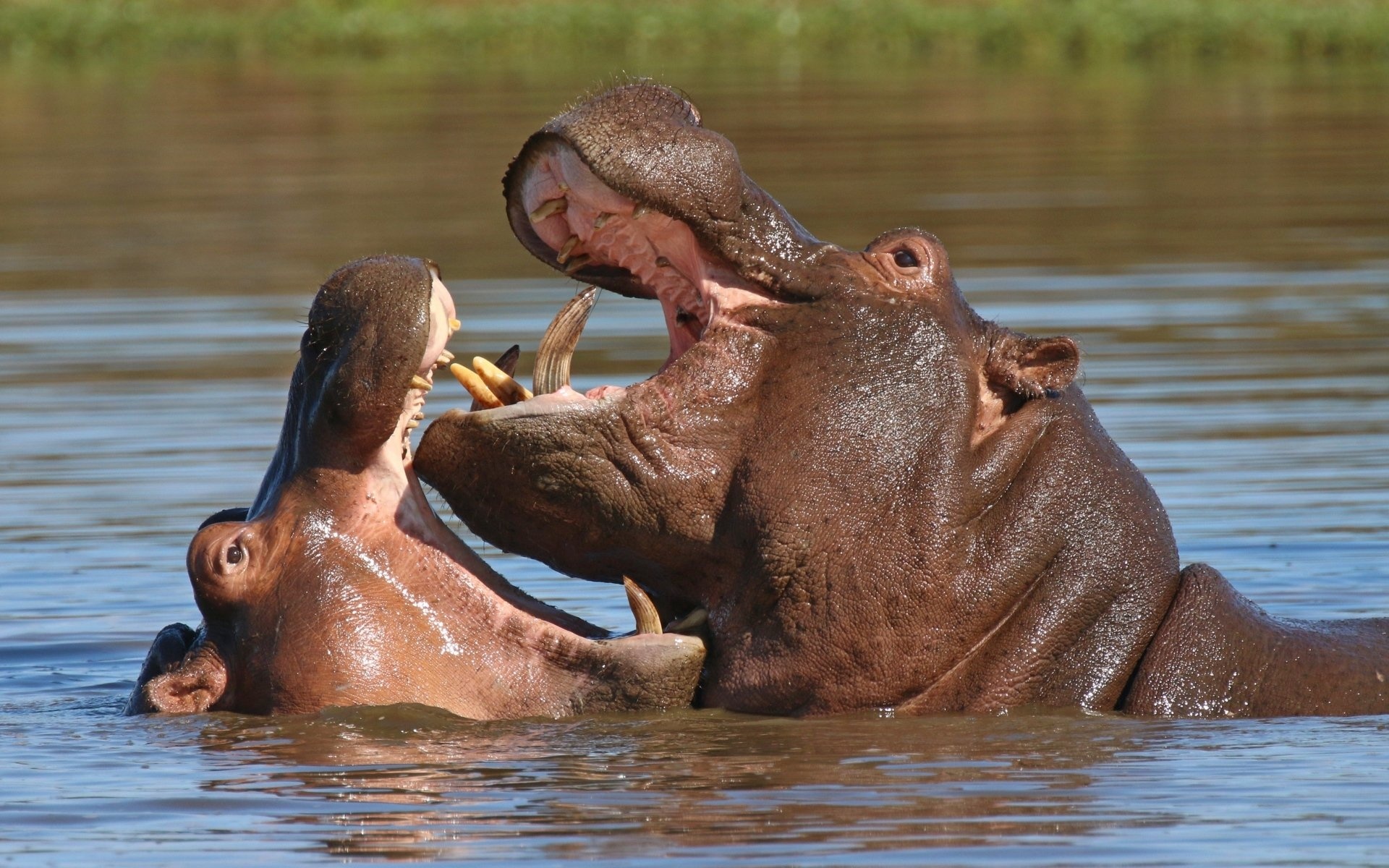 Background image, High definition, Hippo, 1920x1200 HD Desktop