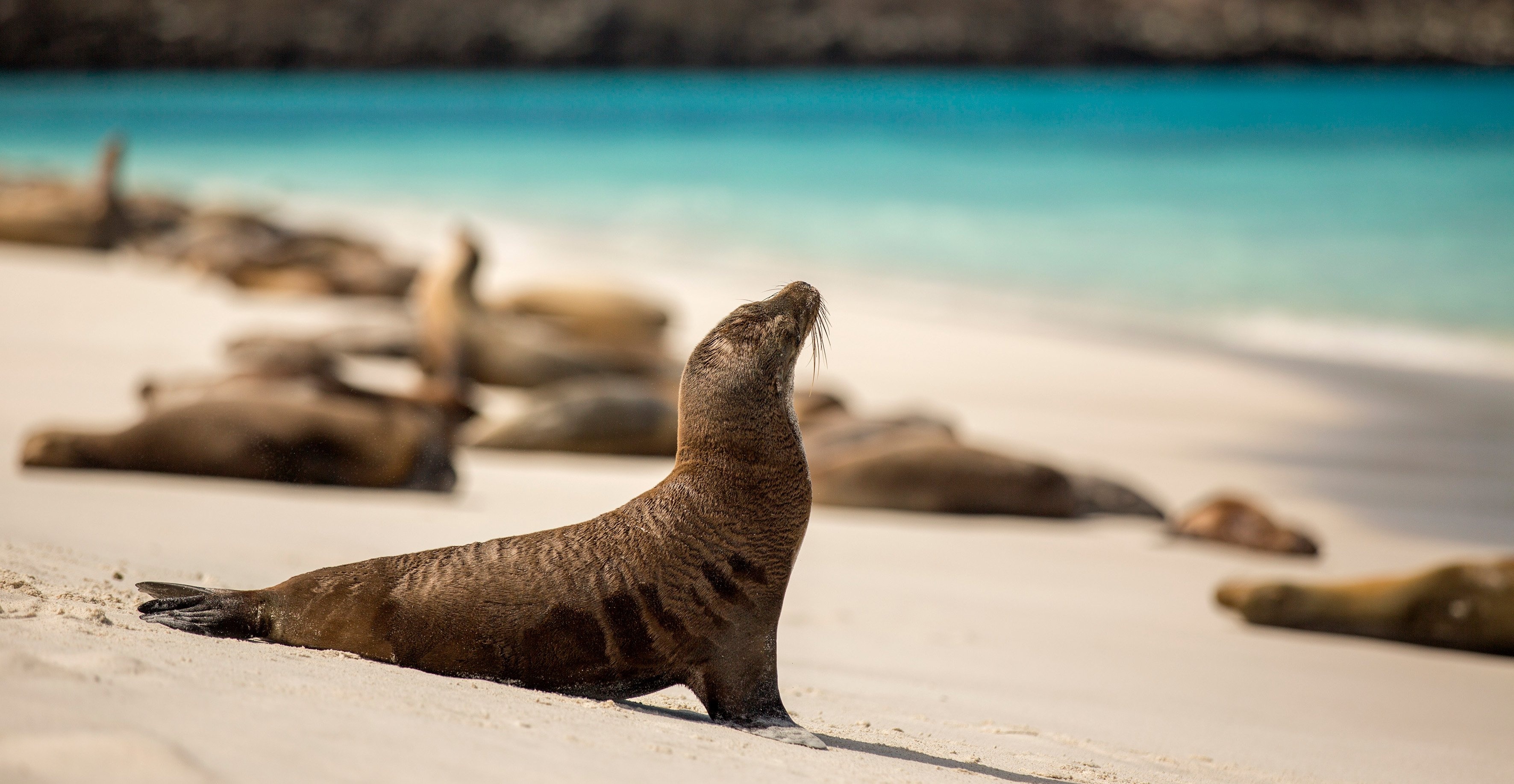 Sea lion on the beach, Galapagos Islands beauty, Coastal marvels, Exotic wildlife, 3550x1840 HD Desktop