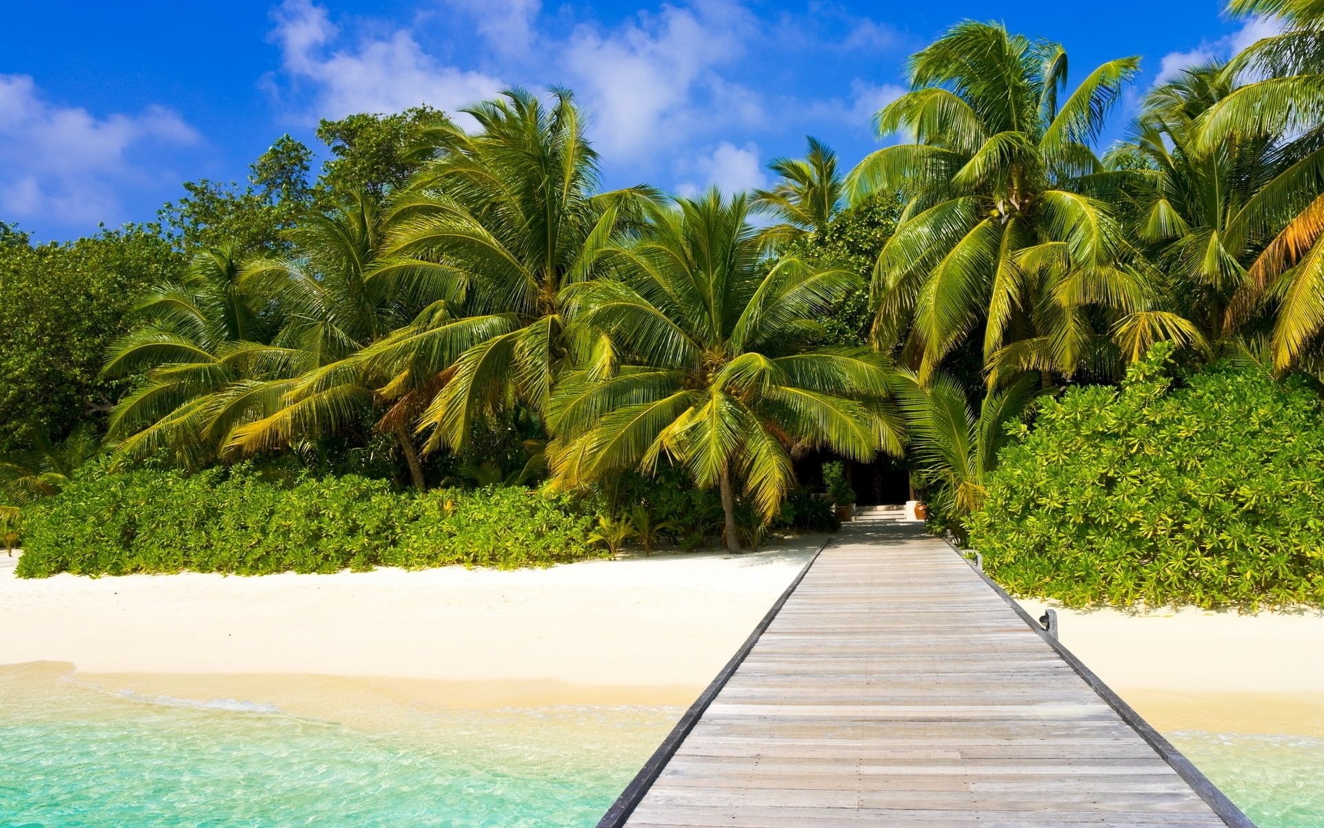 Tropical wooden pier boardwalk, Lush coconut palm grove, Turquoise coastal ocean water, HD Desktop wallpaper