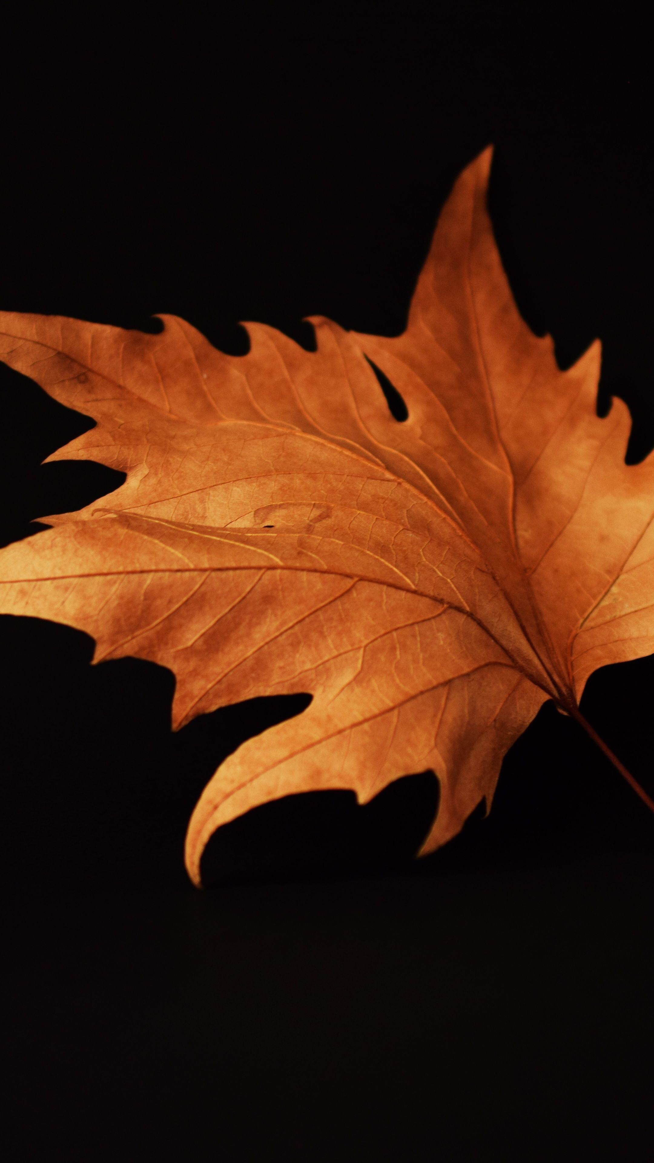 Gold Leaf, Brown leaves wallpapers, 2160x3840 4K Phone