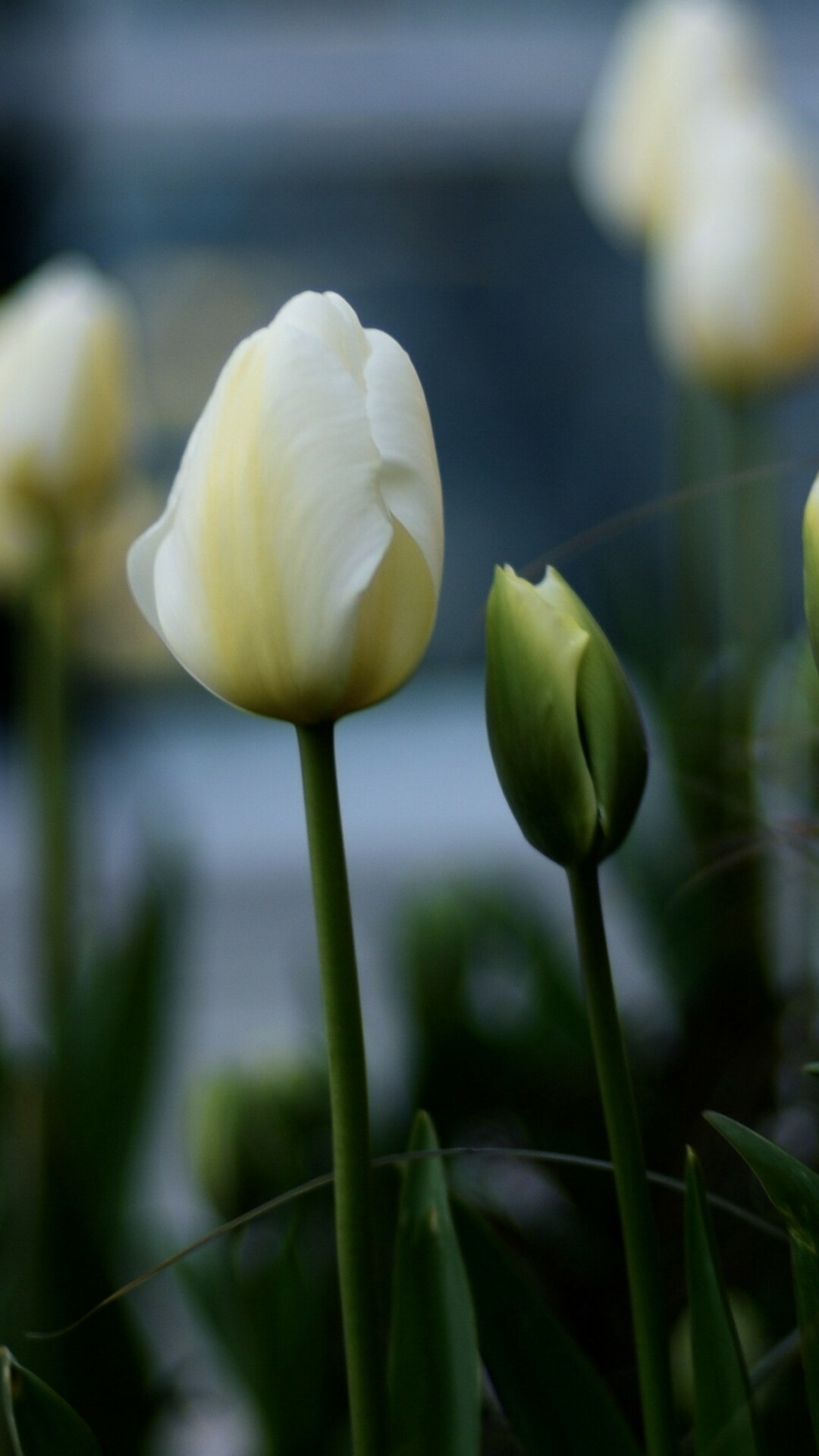Tulip flowers, White flowerbed, Ultra HD wallpaper, Natural beauty, 1080x1920 Full HD Phone