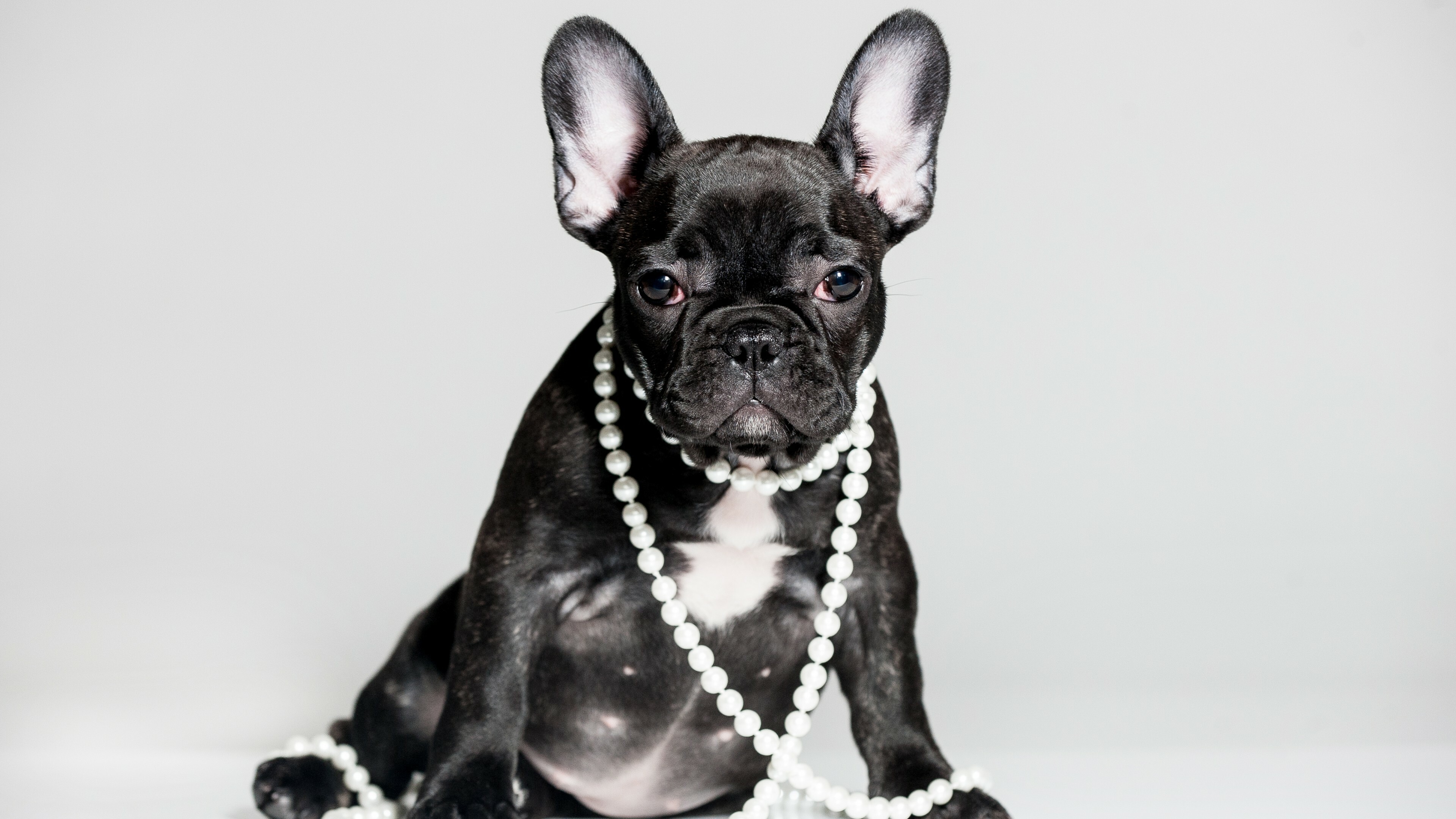 Bulldog, Cute French Bulldog puppy, Animals wallpaper, 5K resolution, 3840x2160 4K Desktop