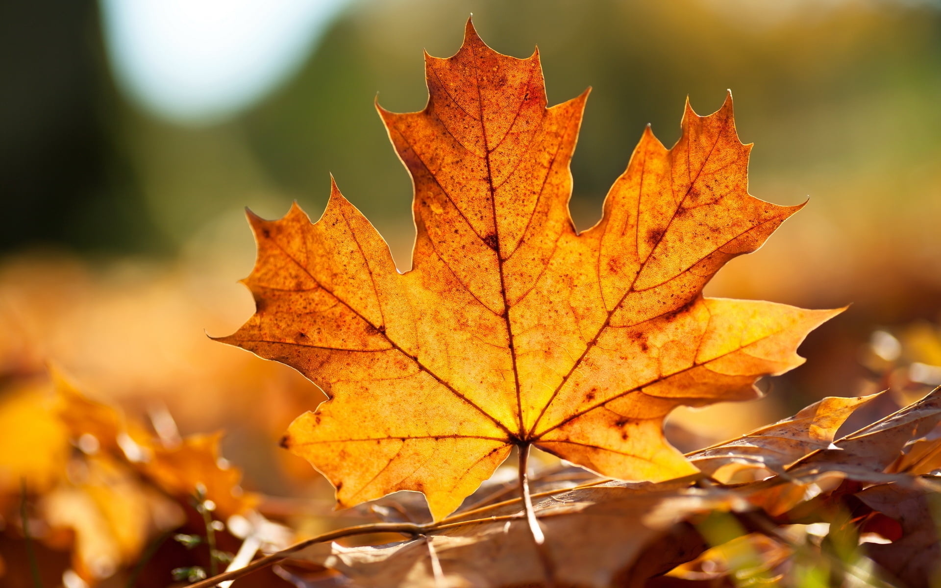 Closeup photography, Green leaf, HD wallpaper, Closeup photography, 1920x1200 HD Desktop