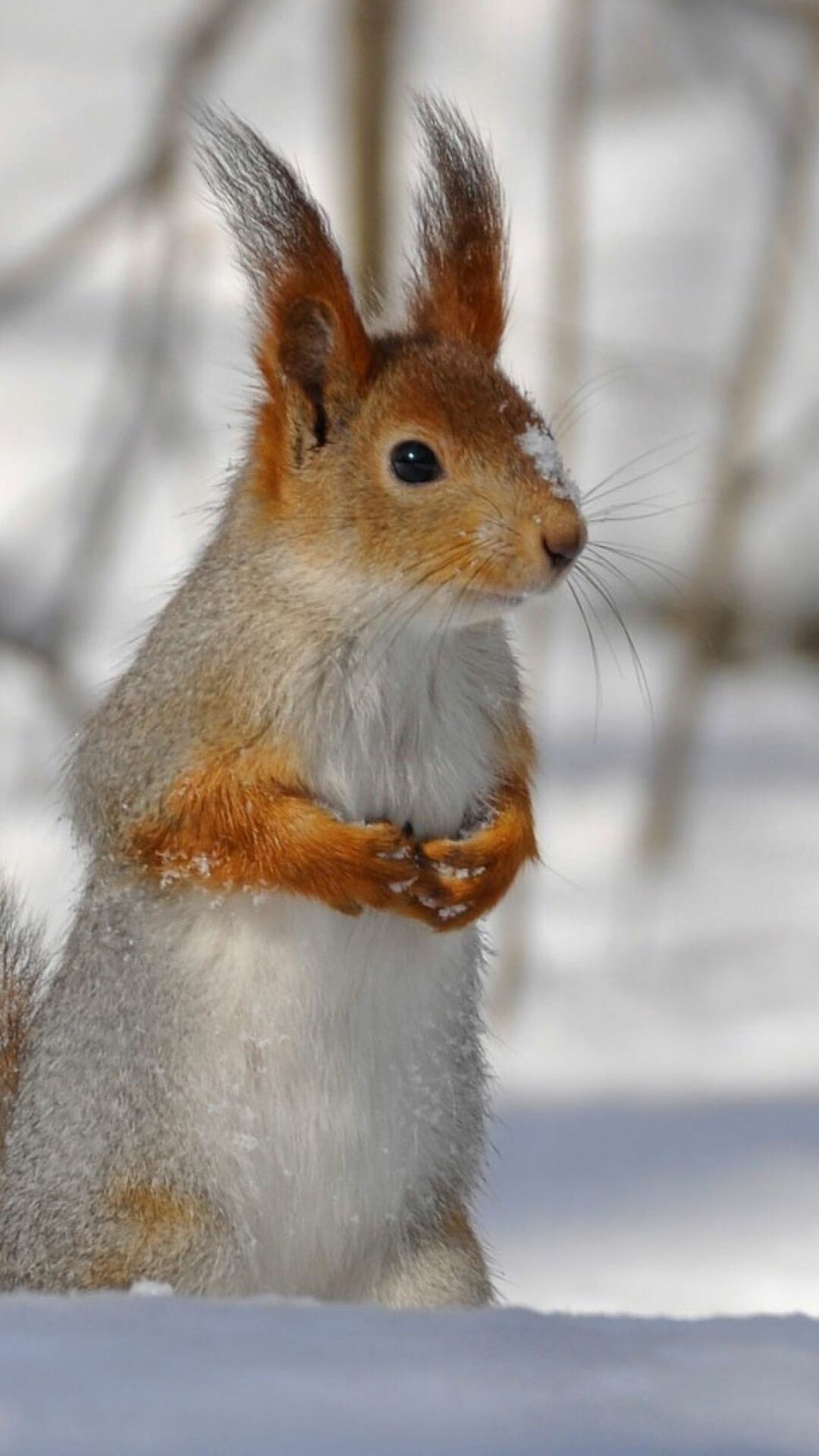 Snowy tail squirrel, Winter animal scene, 1080x1920 Full HD Phone