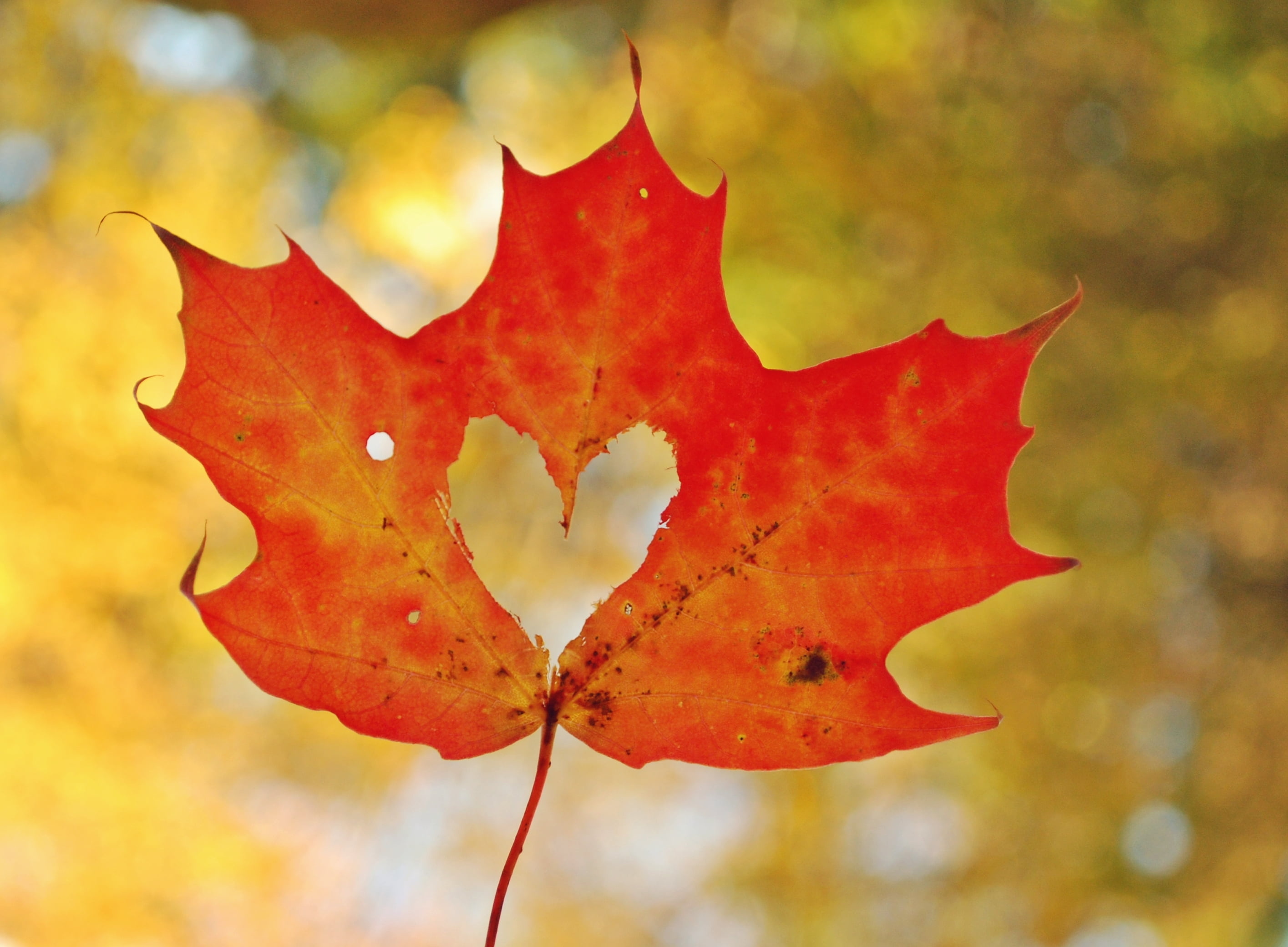 Orange maple leaf, HD wallpaper, Orange maple leaf, HD wallpaper, 2830x2090 HD Desktop