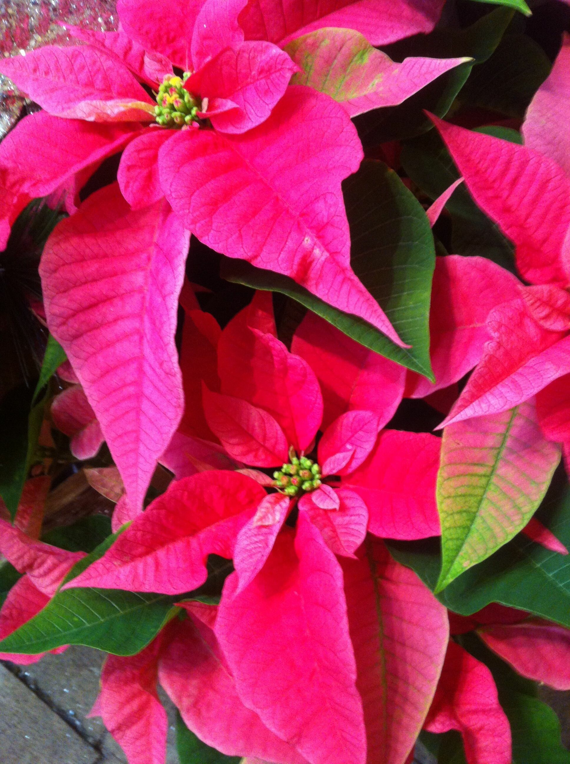 Holiday foliage, Red-green poinsettia, Christmas floral, Winter flowers, 1940x2600 HD Phone