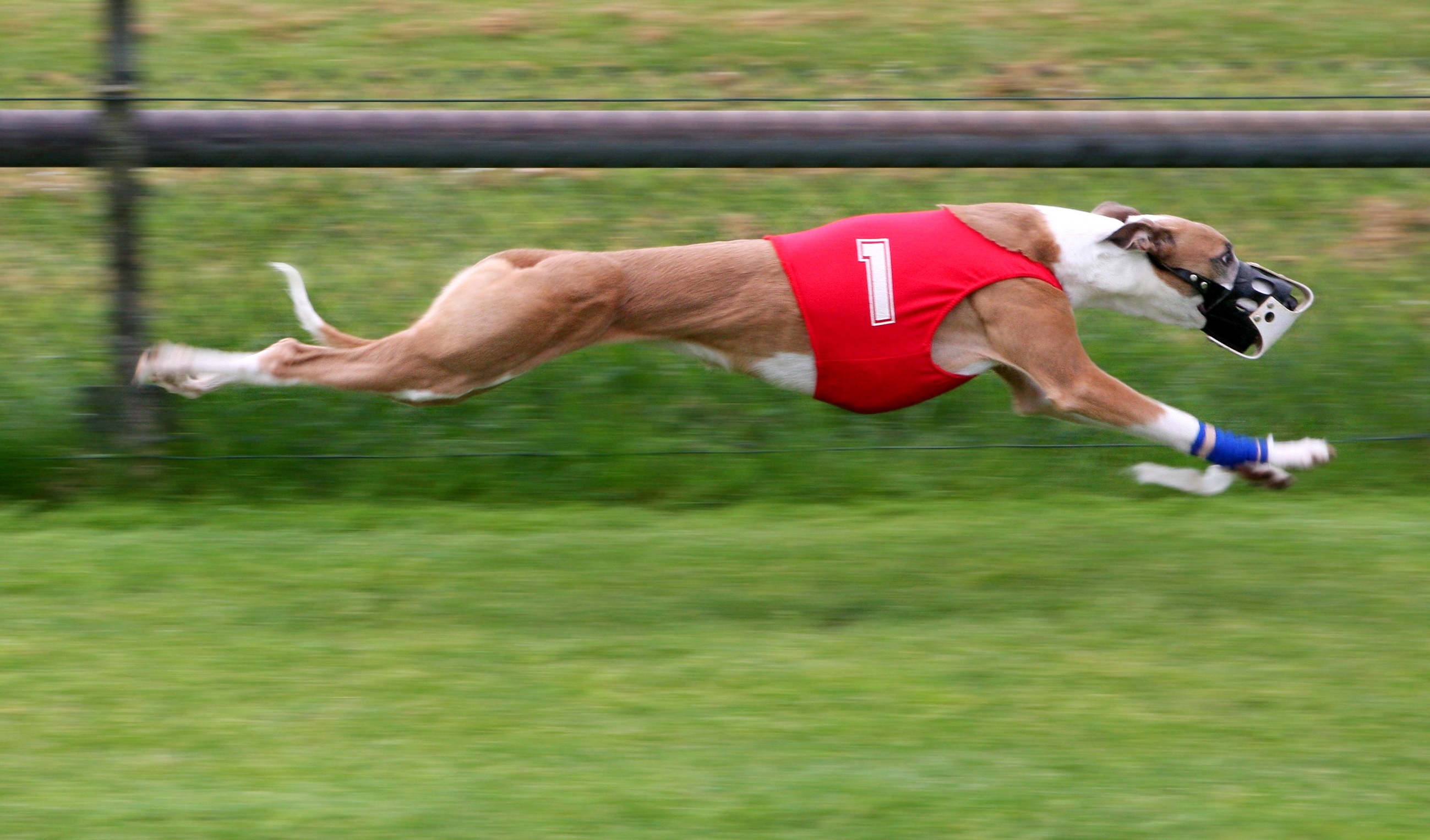 Greyhound sighthound, Dogs run sport, Animals wallpaper, Greyhound wallpapers, 2600x1530 HD Desktop