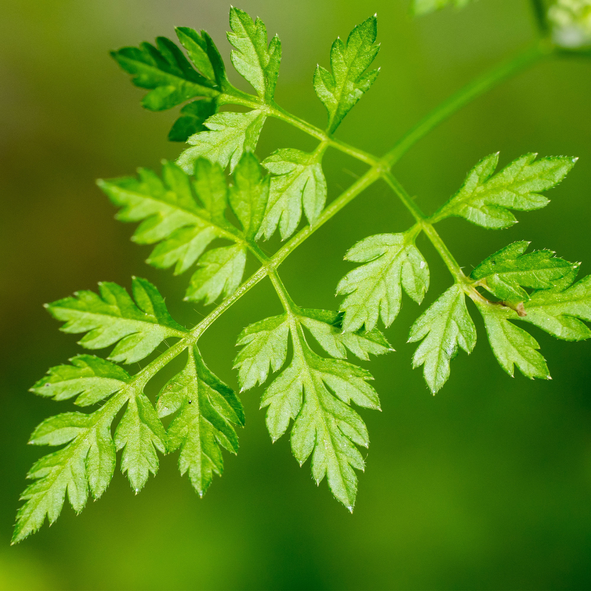 Chervil, Winter seeds, Anthriscus cerefolium, 2000x2000 HD Phone