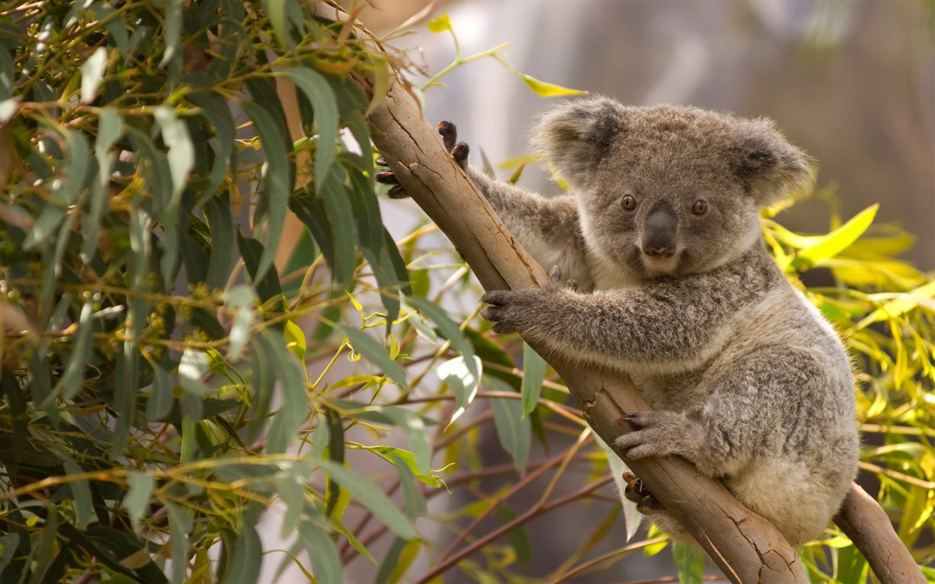 Koala beuteltier, Baum tierwelt, Niedliche tiere, Koalas, 1920x1200 HD Desktop