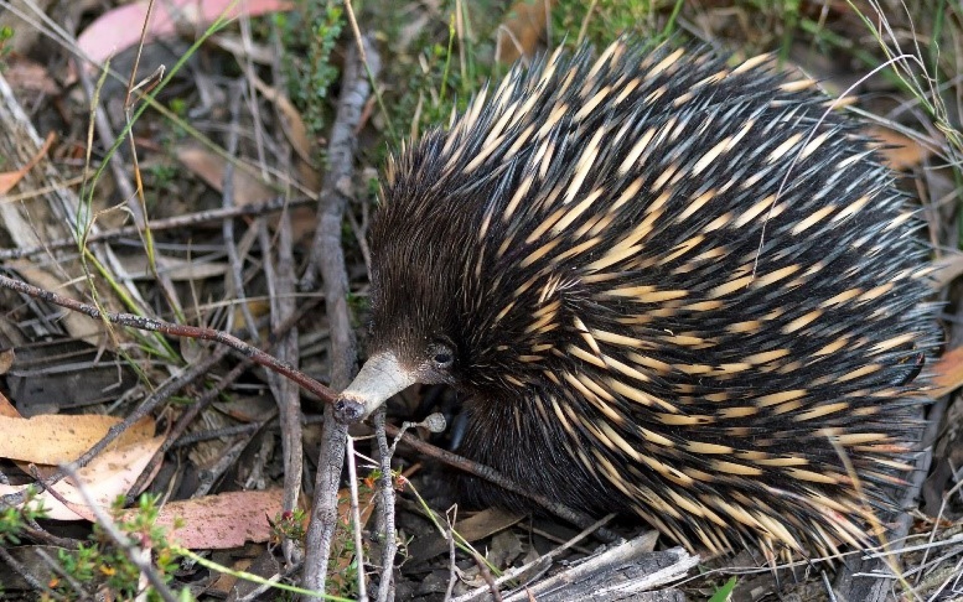 Elusive echidna, Population tracking, Living Atlas Australia, Conservation efforts, 1920x1210 HD Desktop