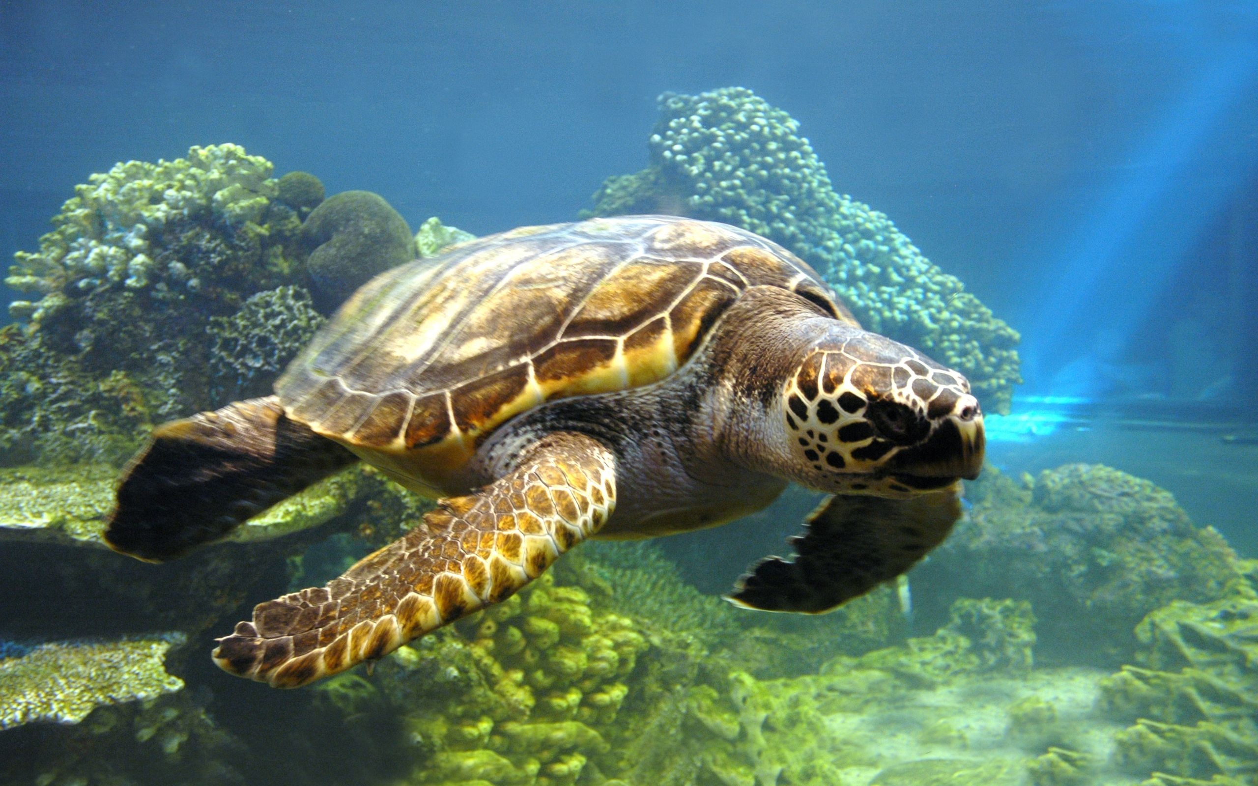 HD beauty, Majestic turtle, Stunning backgrounds, Breathtaking wallpapers, 2560x1600 HD Desktop