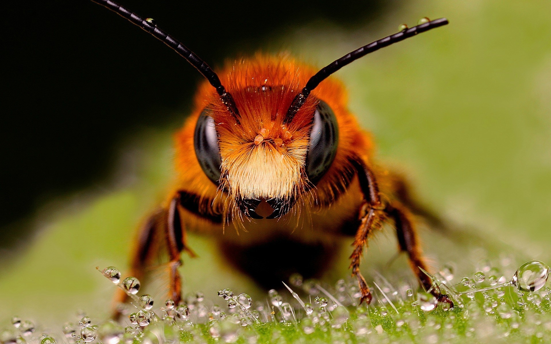 Buzzing bees, Macro insect, Hymenoptera species, Bee wallpapers, 1920x1200 HD Desktop