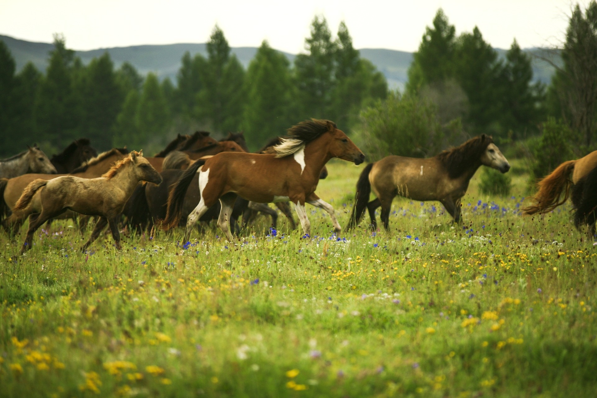 Zoom backgrounds Mongolia, Virtual travel, Stunning landscapes, Inspirational imagery, 1920x1280 HD Desktop