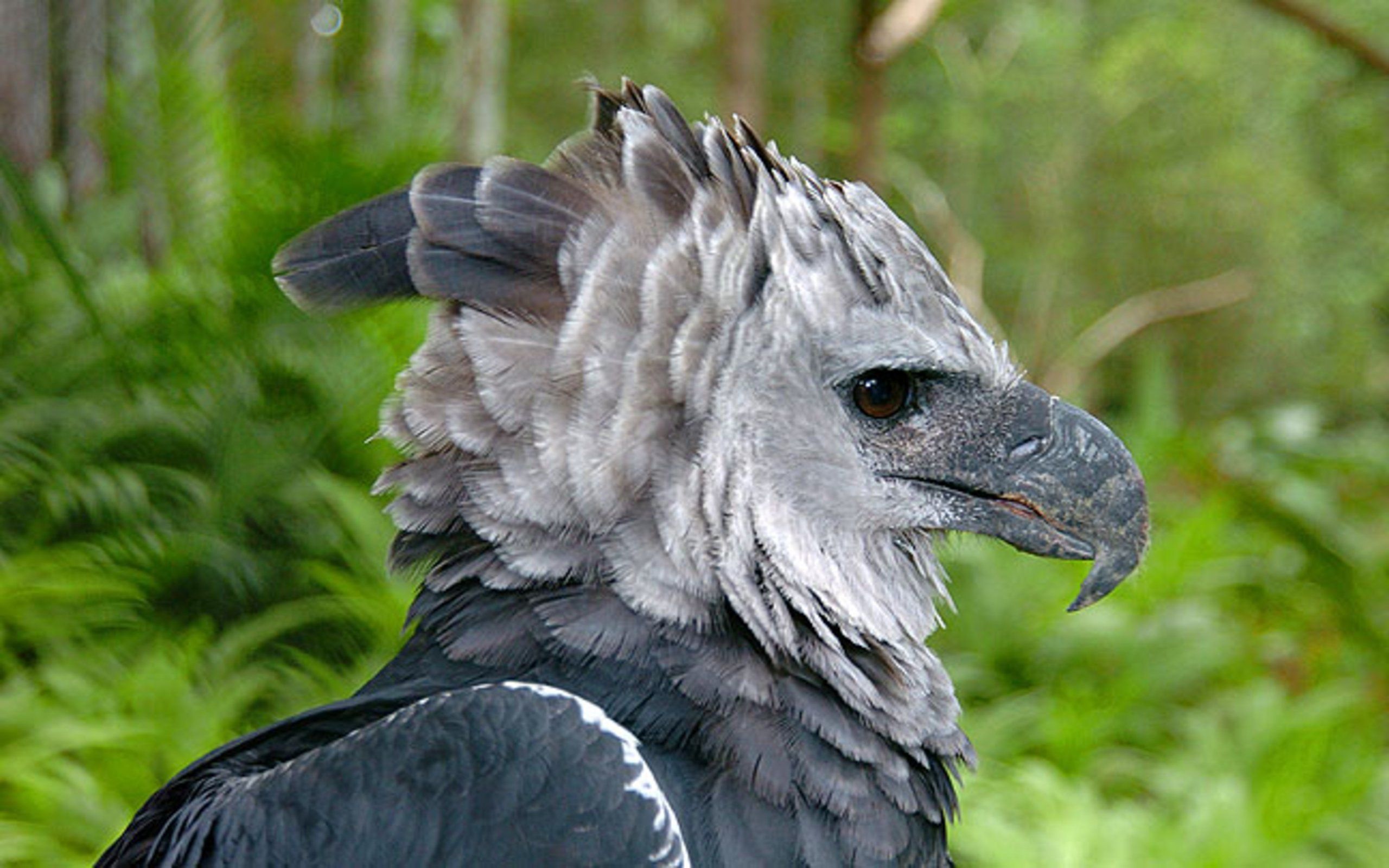 Harpy Eagle, Powerful predator, Piercing gaze, Avian beauty, 2560x1600 HD Desktop