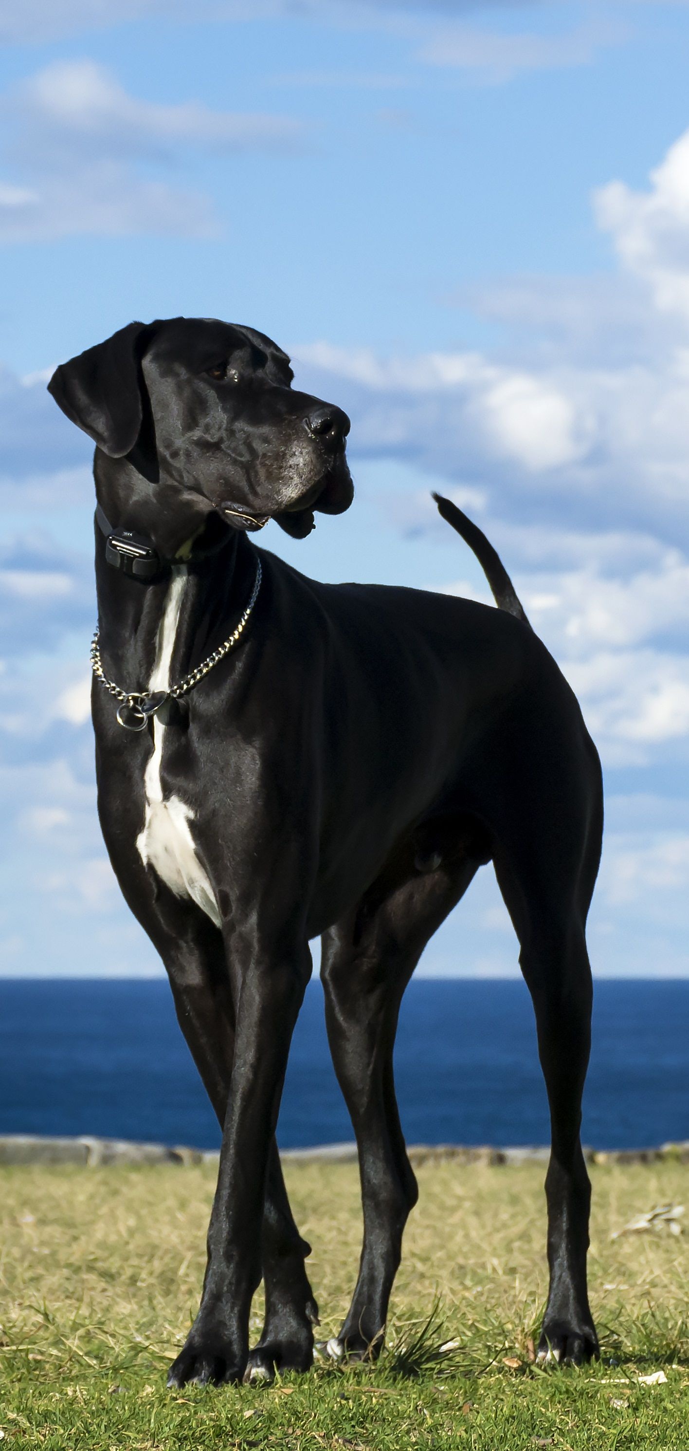 Great Dane, Best dog photos, Dog and cat pictures, Adorable moments, 1420x2980 HD Phone