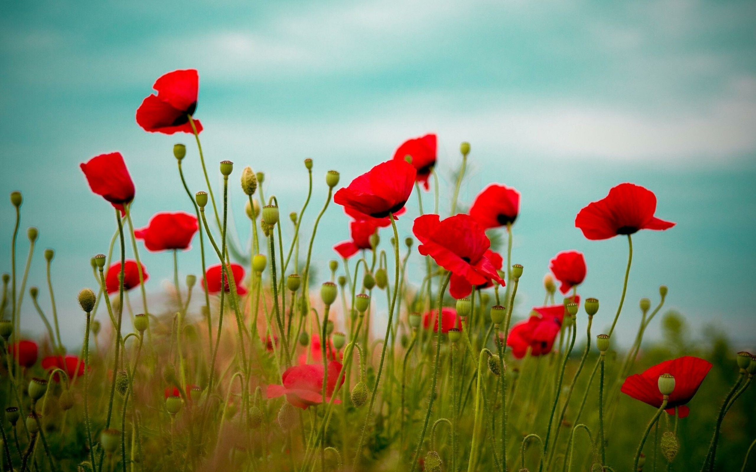 Poppy field wallpapers, Serene floral display, Vibrant scene, Nature's beauty, 2560x1600 HD Desktop