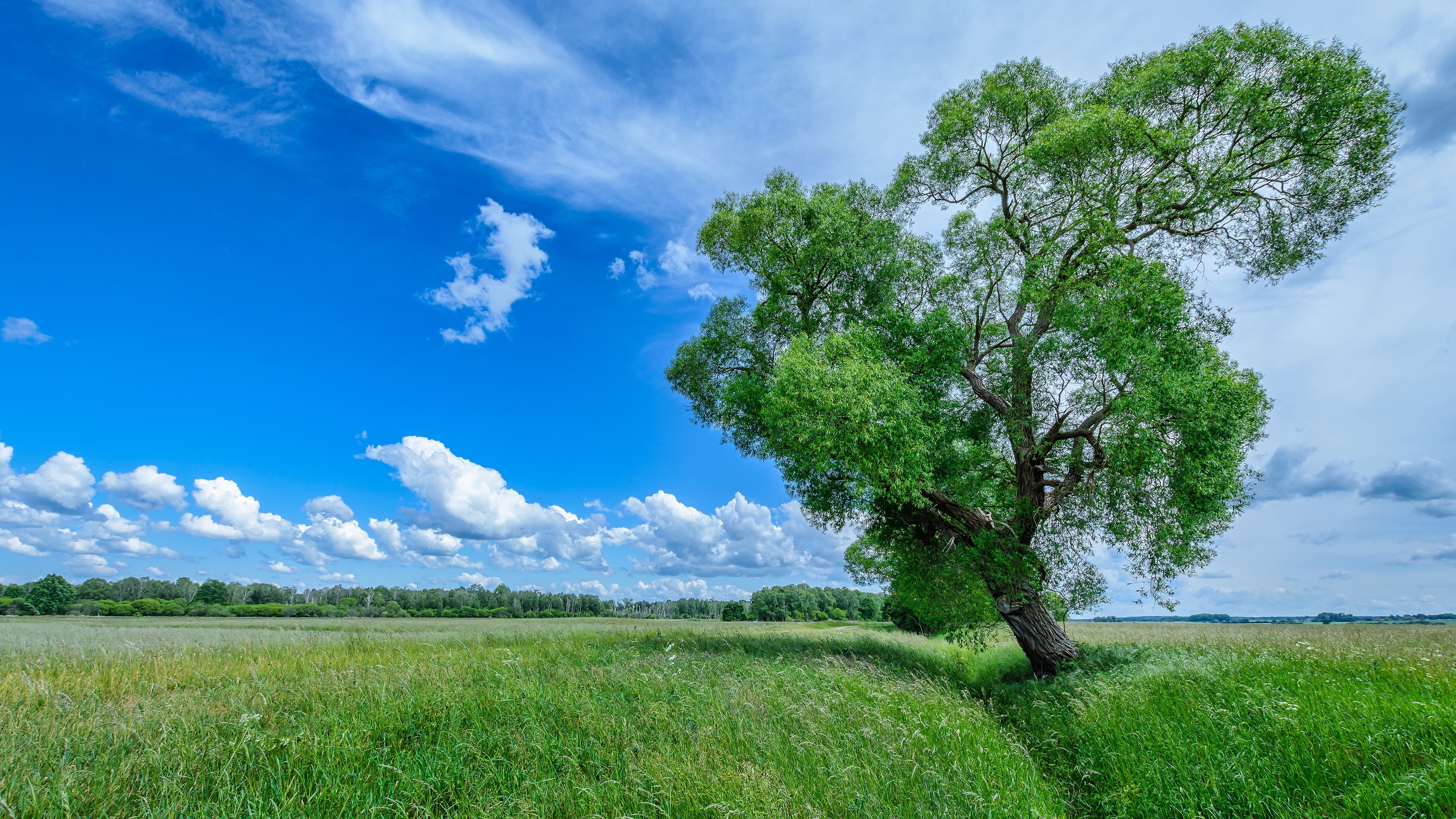 Tree wallpaper, Captivating nature, Stunning background, Majestic view, 3840x2160 4K Desktop