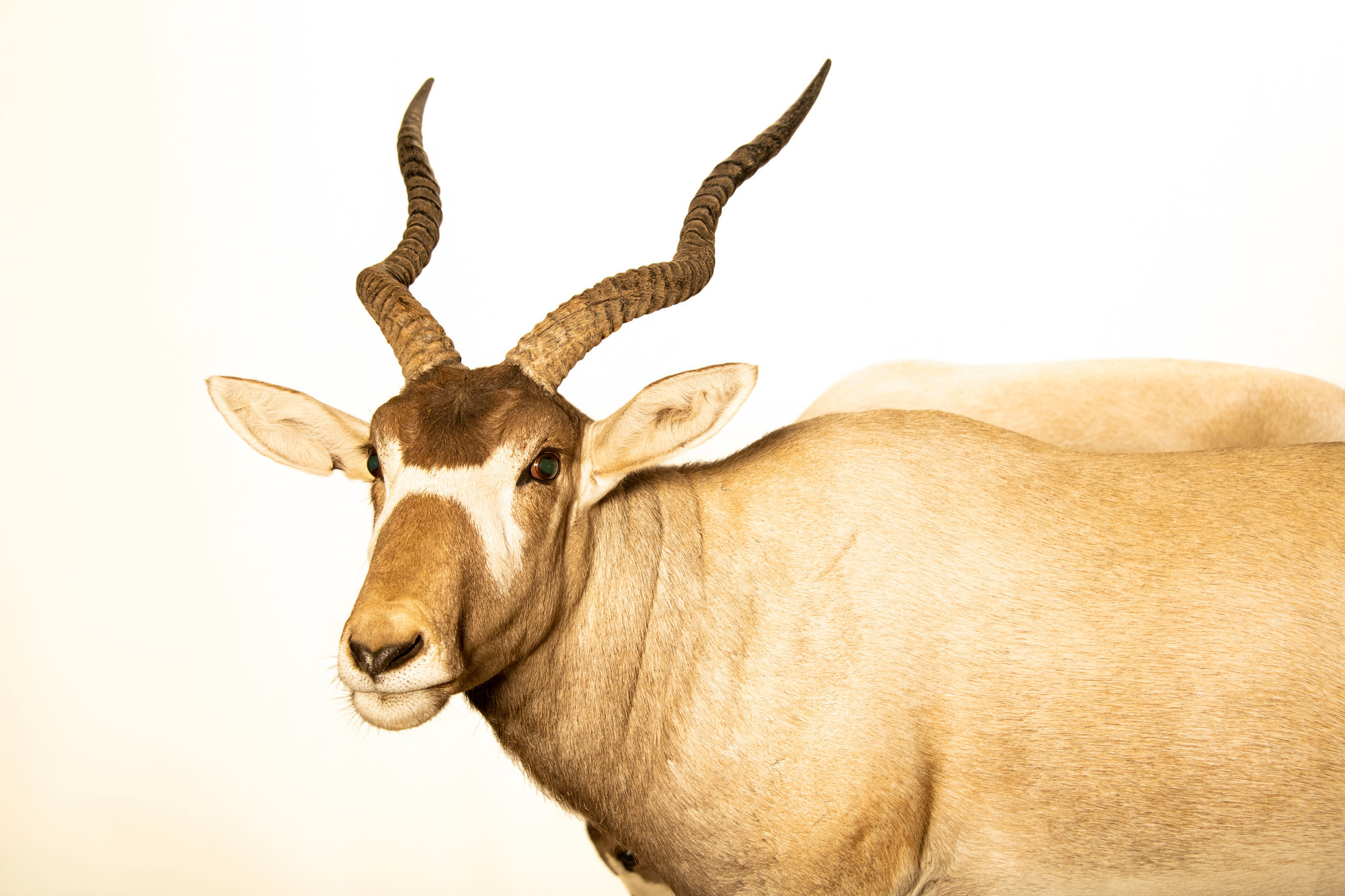 Joel sartore, Addax, Animal, Ani033, 2000x1340 HD Desktop