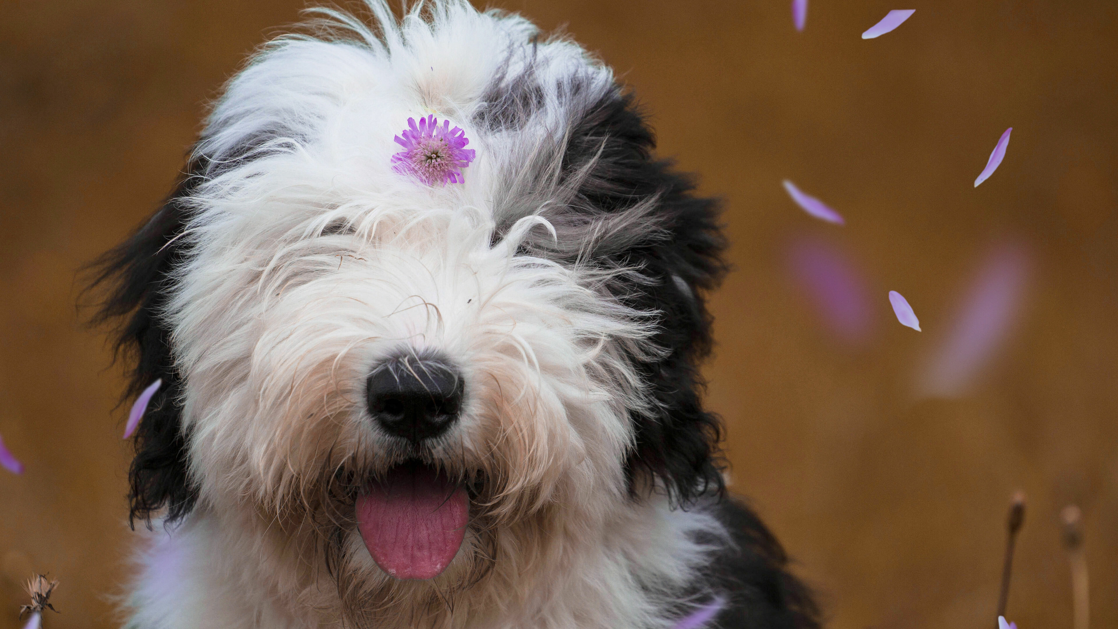 Old English Sheepdog, Dogs Wallpaper, 3840x2160 4K Desktop