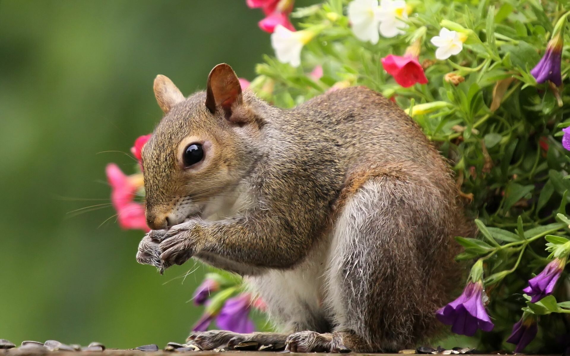 HD squirrel, Downloadable wallpaper, Detailed photography, High quality, 1920x1200 HD Desktop