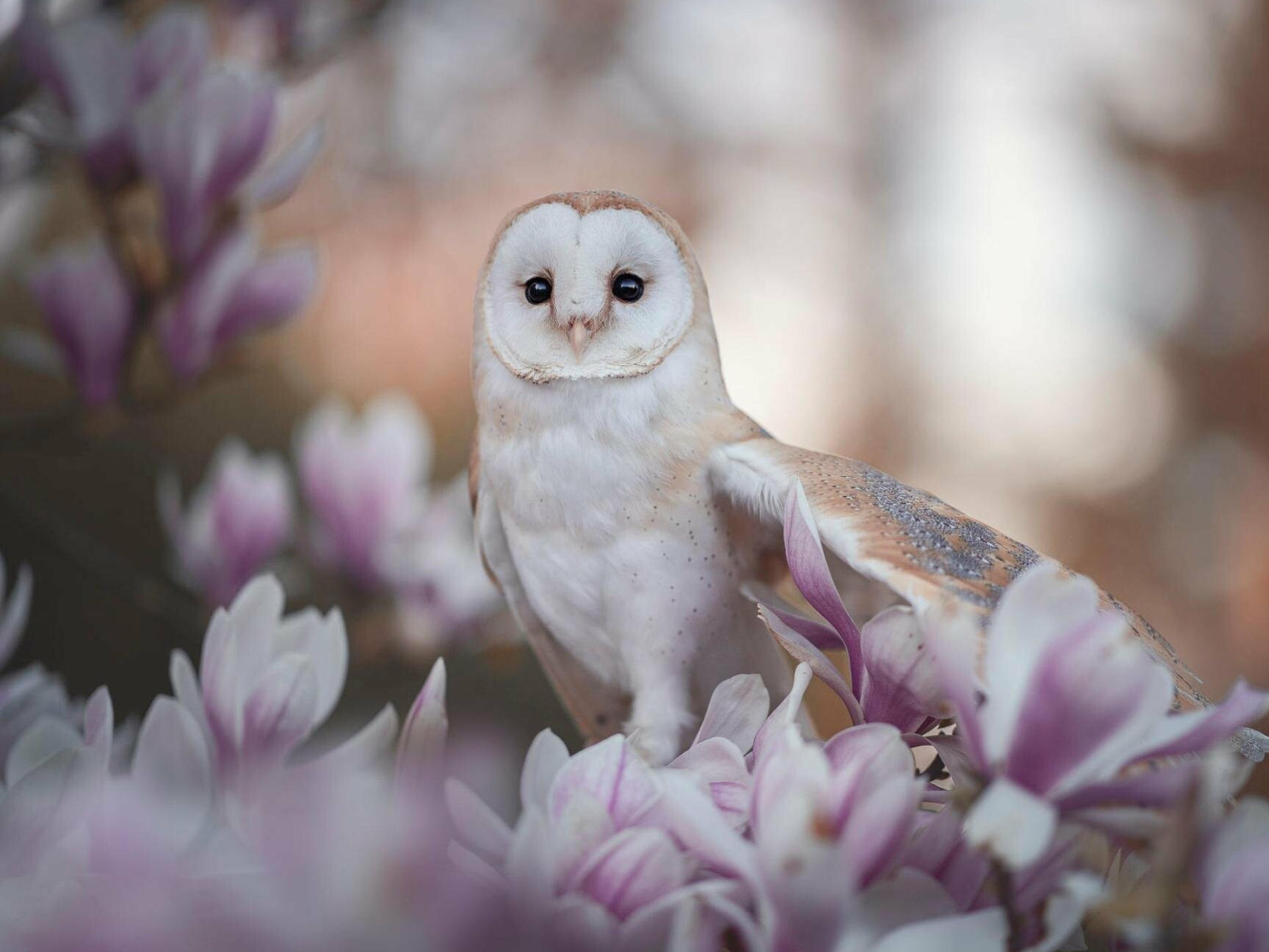 Barn owl desktop wallpaper, Majestic bird photography, Snowy landscape, Nocturnal beauty, 1920x1440 HD Desktop