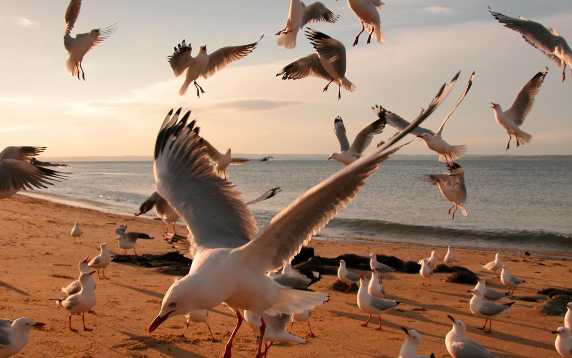 High-resolution wallpapers, Seagull imagery, Stunning backgrounds, Desktop beauty, 1920x1200 HD Desktop