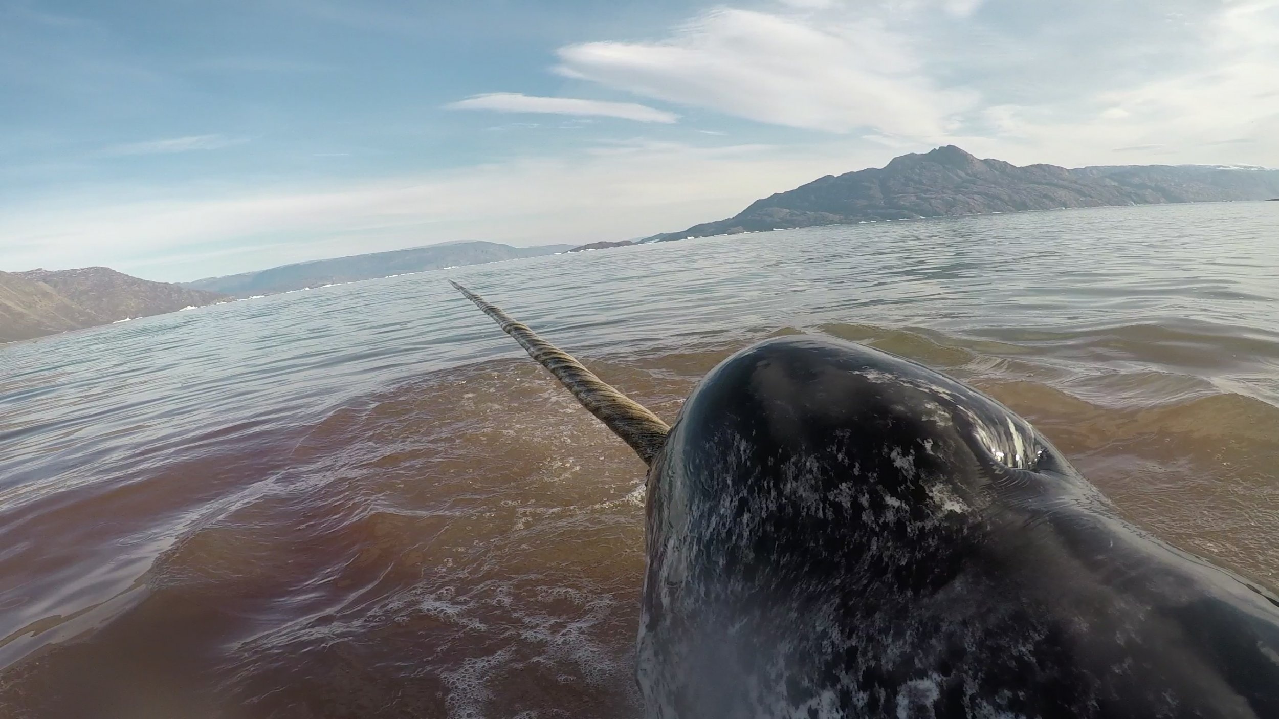 Narwhal, Caught in nets, Stressed hearts, 2500x1410 HD Desktop