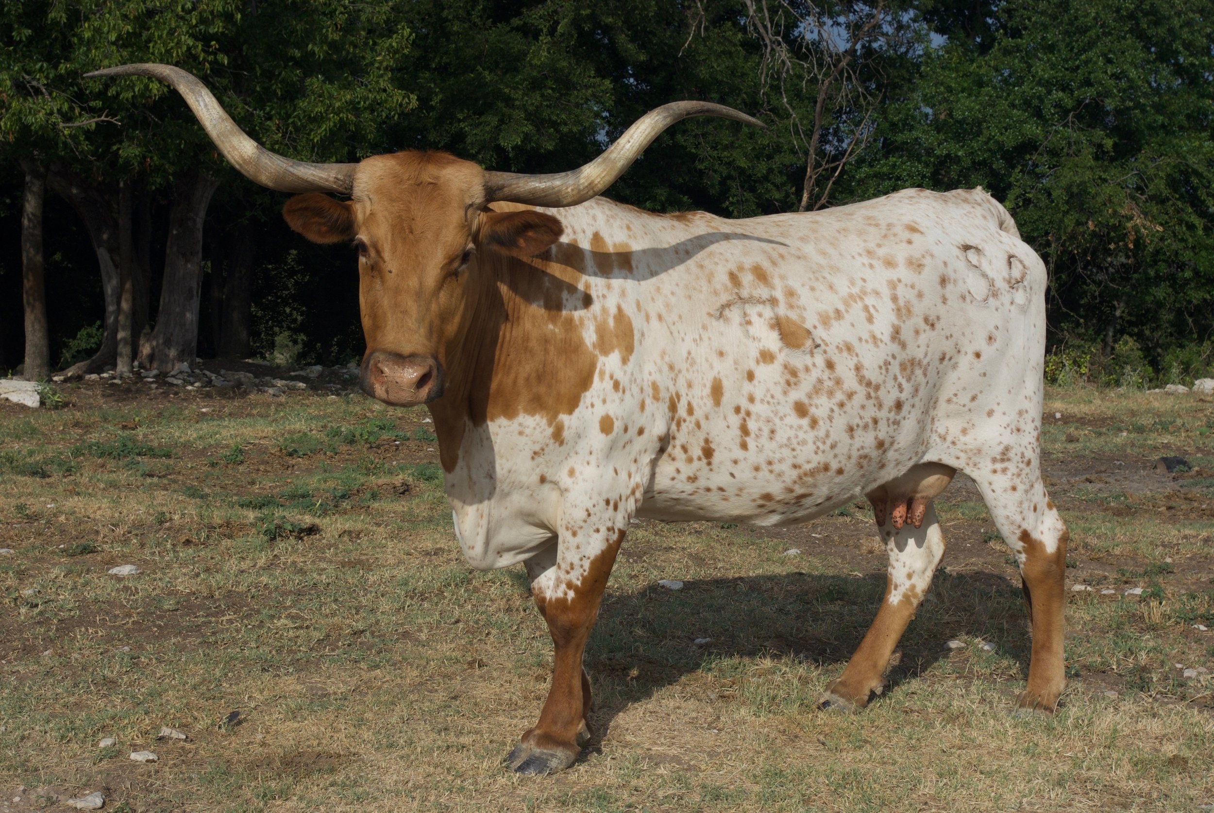 Cows, Tanner longhorns, Longhorn steer, Longhorn cow, 2500x1680 HD Desktop