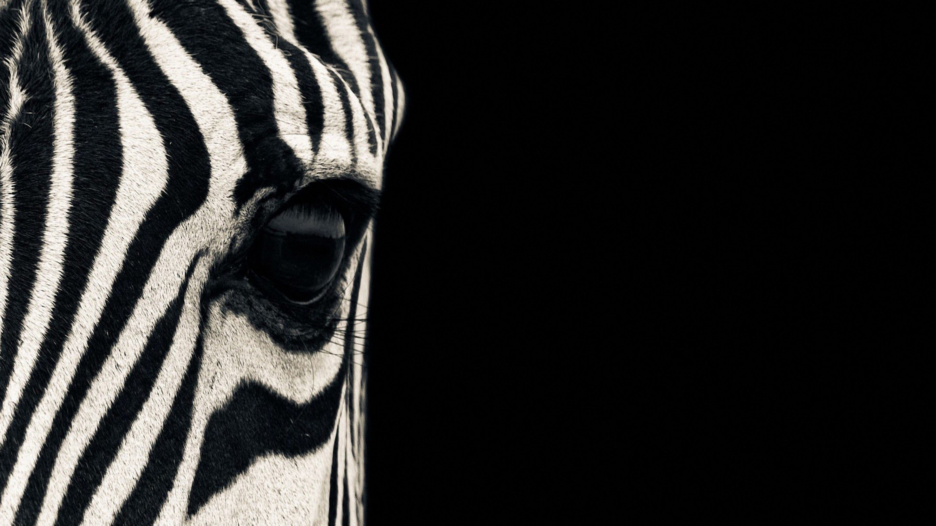 Black and white zebra wallpapers, Striking animal visuals, Captivating black and white imagery, High-definition backgrounds, 3840x2160 4K Desktop