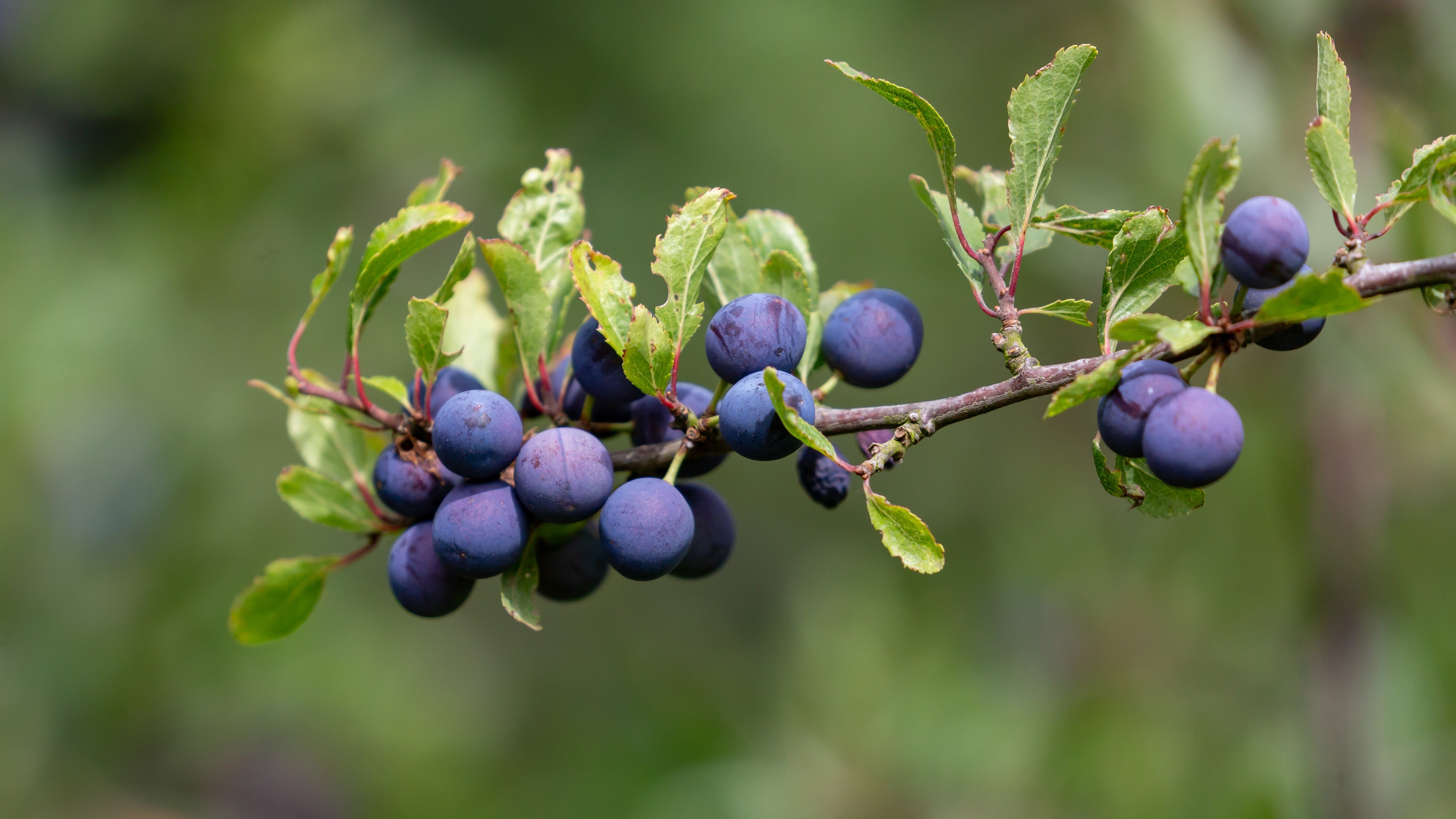 Plum fruit, Exquisite delicacy, Vibrant colors, Wooden table, 3840x2160 4K Desktop