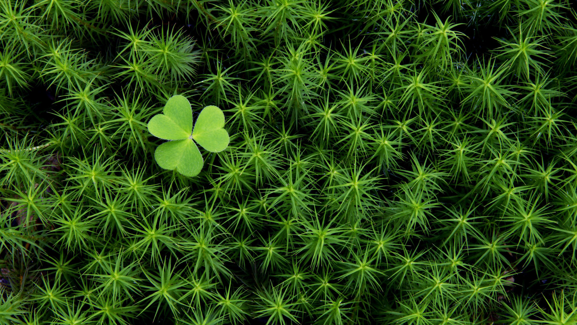 Irish Shamrock, Clover HD wallpaper, Nature's charm, Luck of the Irish, 1920x1080 Full HD Desktop