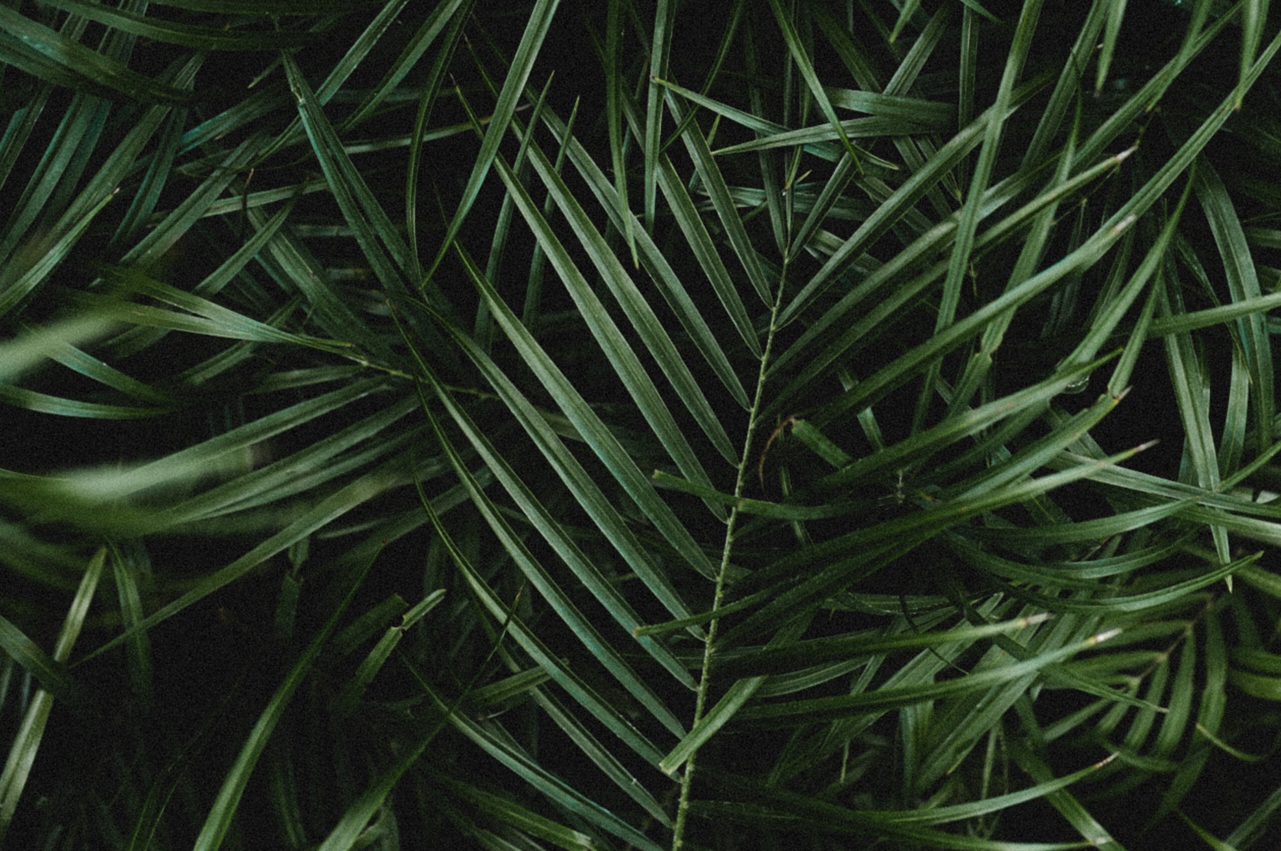 Palm leaves branches, 4K wallpaper, Lush greenery, Vibrant tropical vibes, 2560x1700 HD Desktop