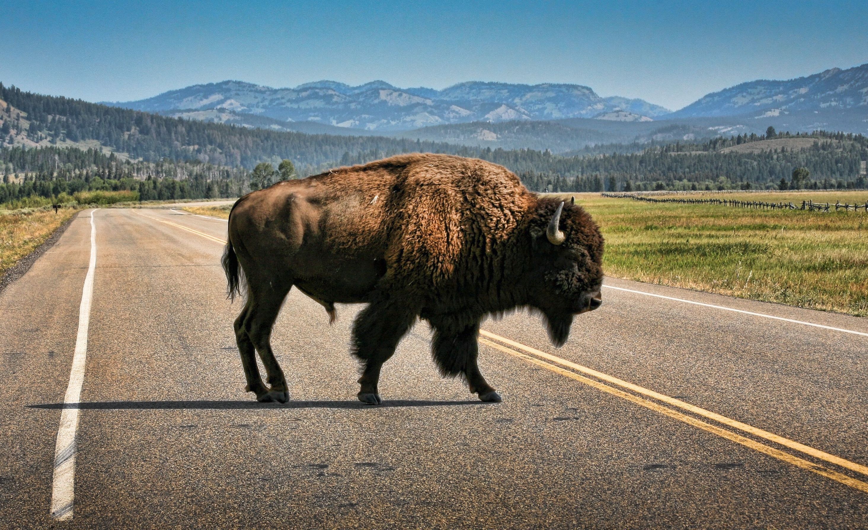 Buffalo on phone and desktop, Diverse buffalo wallpapers, Buffalo pictures captured beautifully, Buffalo photography, 2930x1790 HD Desktop