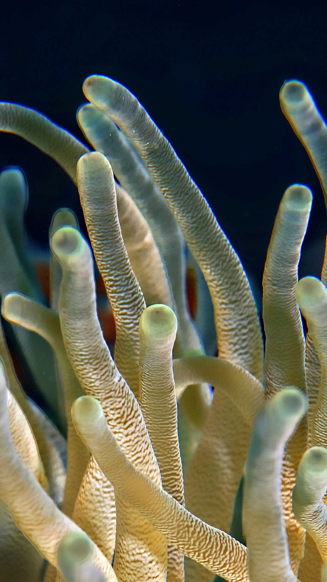 Animal ocean sea, Coral nature, iPhone wallpaper, Underwater, 1250x2210 HD Phone