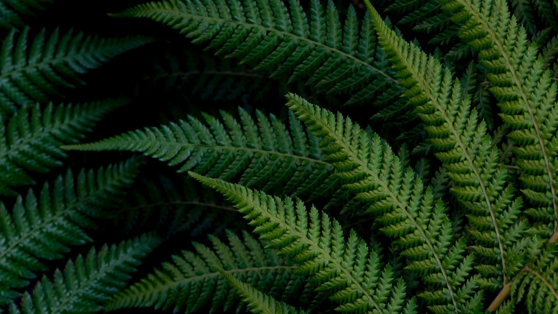 Vivid green leaves, Fern branches, Nature's patterns, Botanical textures, 1920x1080 Full HD Desktop