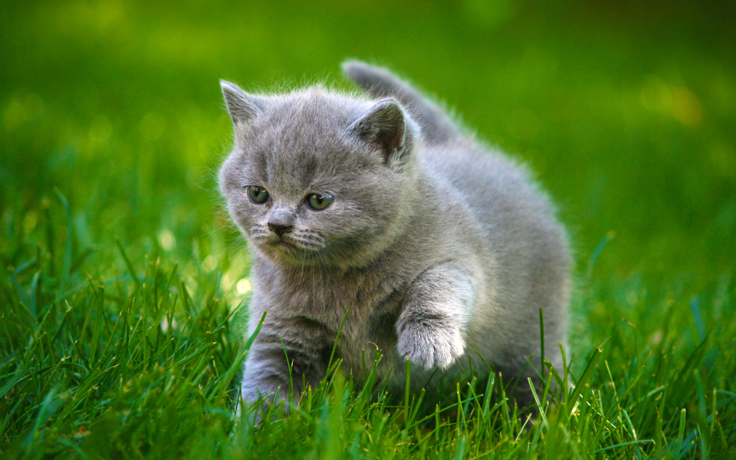 Eye-catching cat photography, Striking cat poses, Captivating cat images, Standout cat wallpaper, 2880x1800 HD Desktop