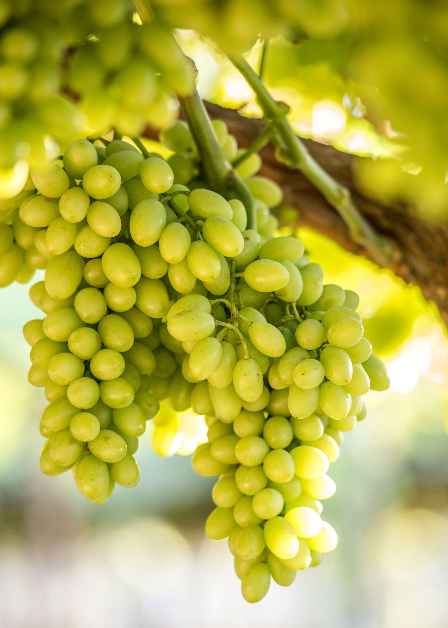 Table grape varieties, Nature's creation, Grapa varieties, Diverse flavors, 1500x2100 HD Phone