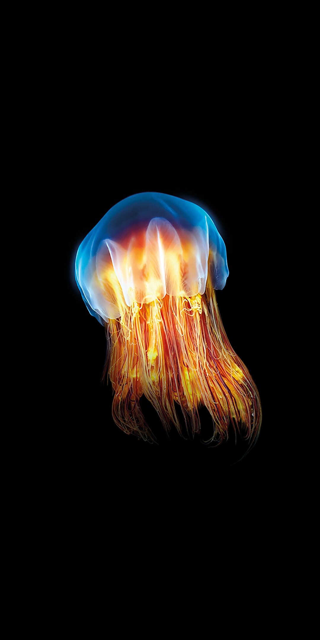 Dark jellyfish, Striking wallpapers, Eerie beauty, Mysterious sea creatures, 1080x2160 HD Phone