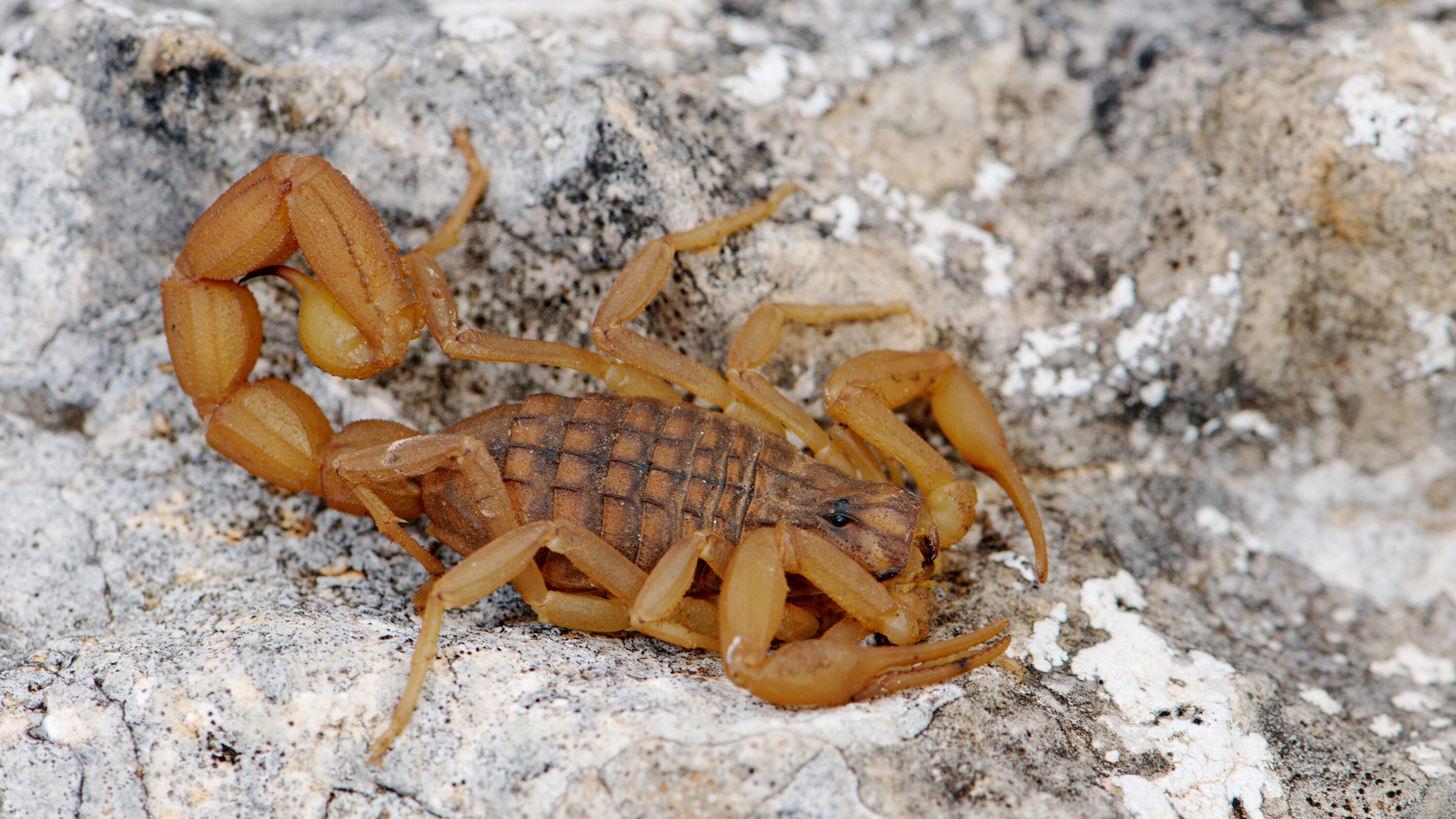 Bending and twisting scorpion tails, Fascinating movement, Unique adaptation, Biology marvels, 3000x1690 HD Desktop