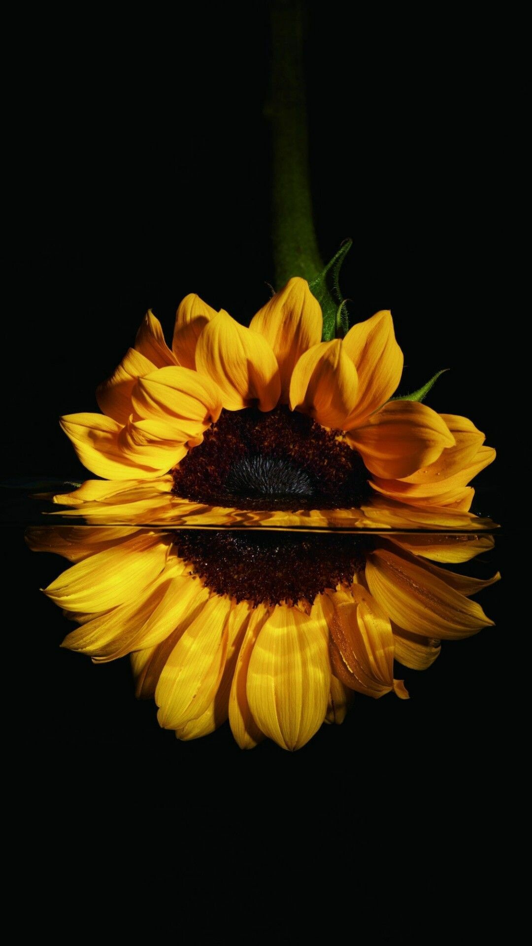 Black sunflower wallpapers, Dark elegance, Captivating flowers, Mysterious beauty, 1080x1920 Full HD Phone