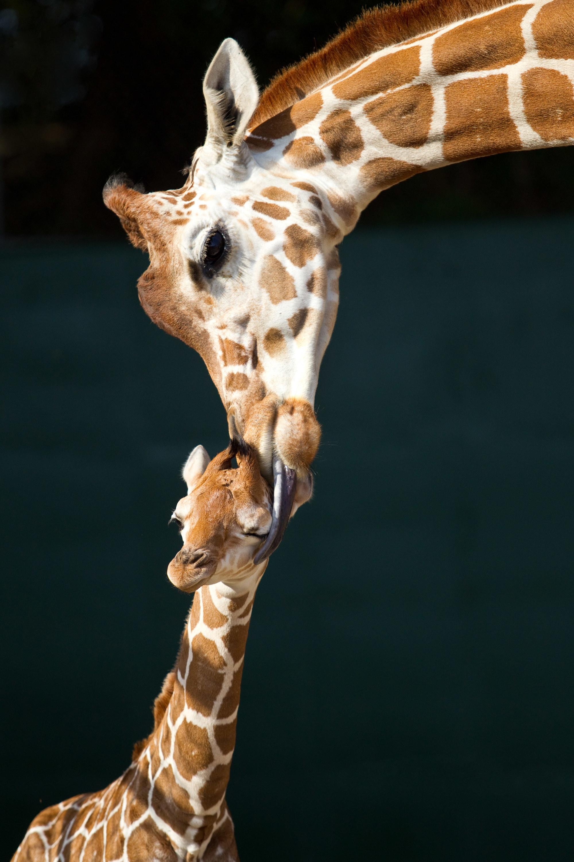 Endearing baby giraffe, Playful innocence, Adorable charm, Nature's joy, 2000x3000 HD Phone