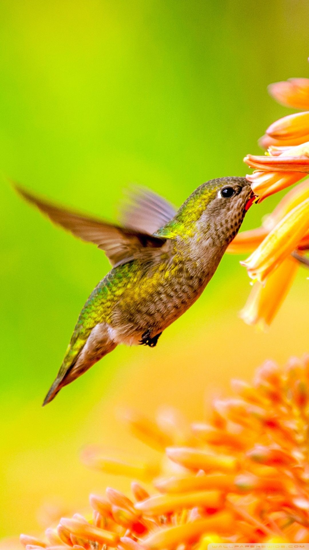 Hummingbird, Wallpapers, 1080x1920 Full HD Phone