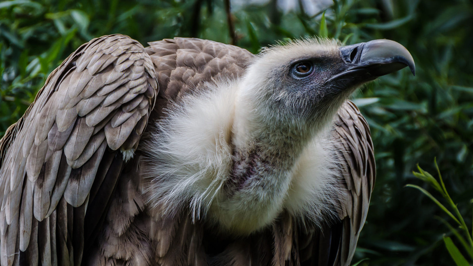 Birds Griffon Vulture, Scientific name, KDE store, 1920x1080 Full HD Desktop