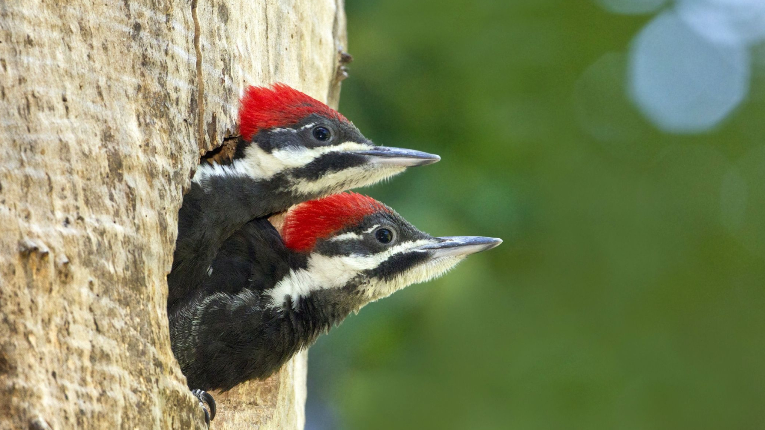 Siblings, Woodpecker Wallpaper, 2560x1440 HD Desktop