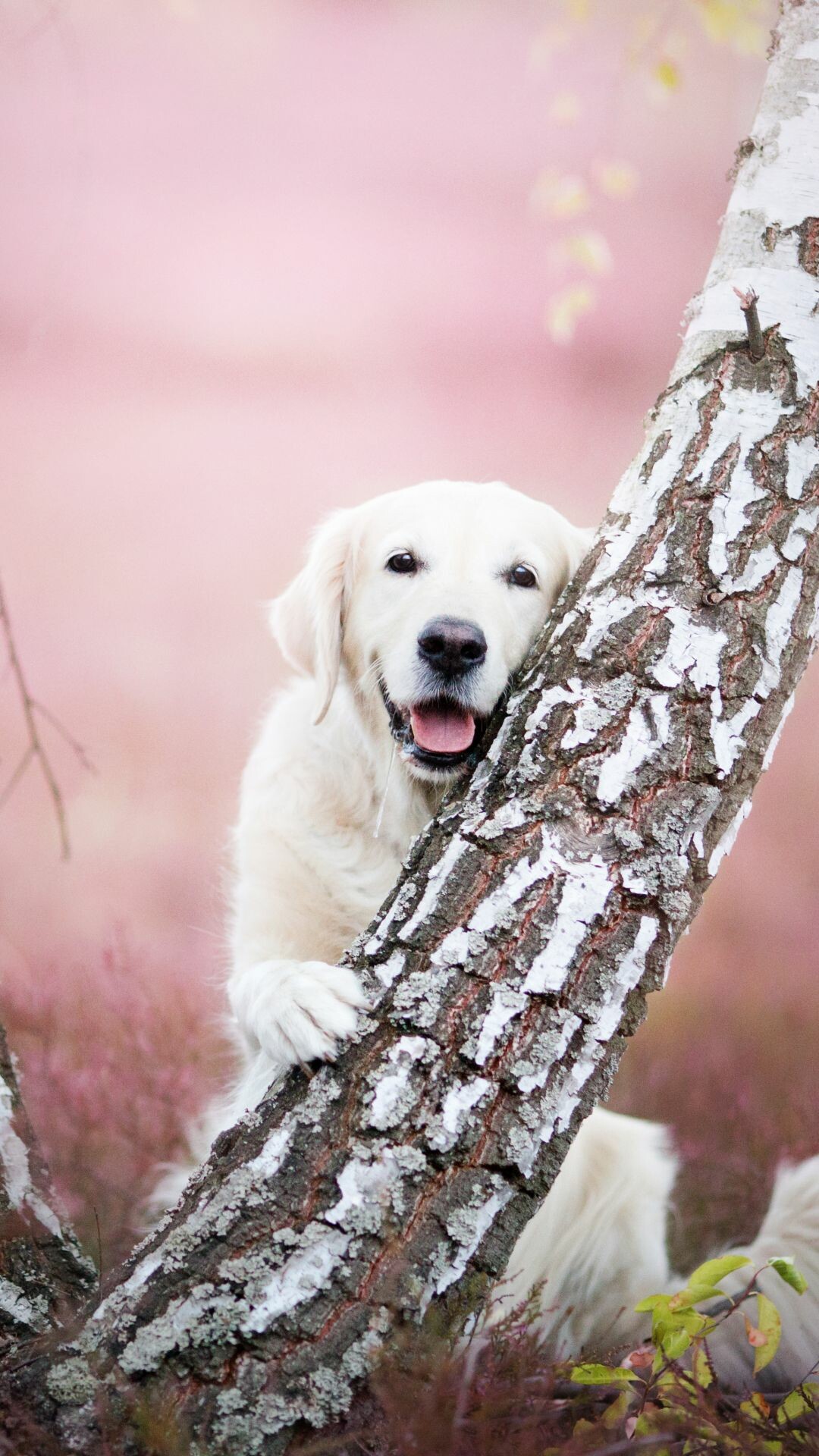 Waiting Labrador, Loyal dog, Cute companionship, Devoted breed, 1080x1920 Full HD Phone