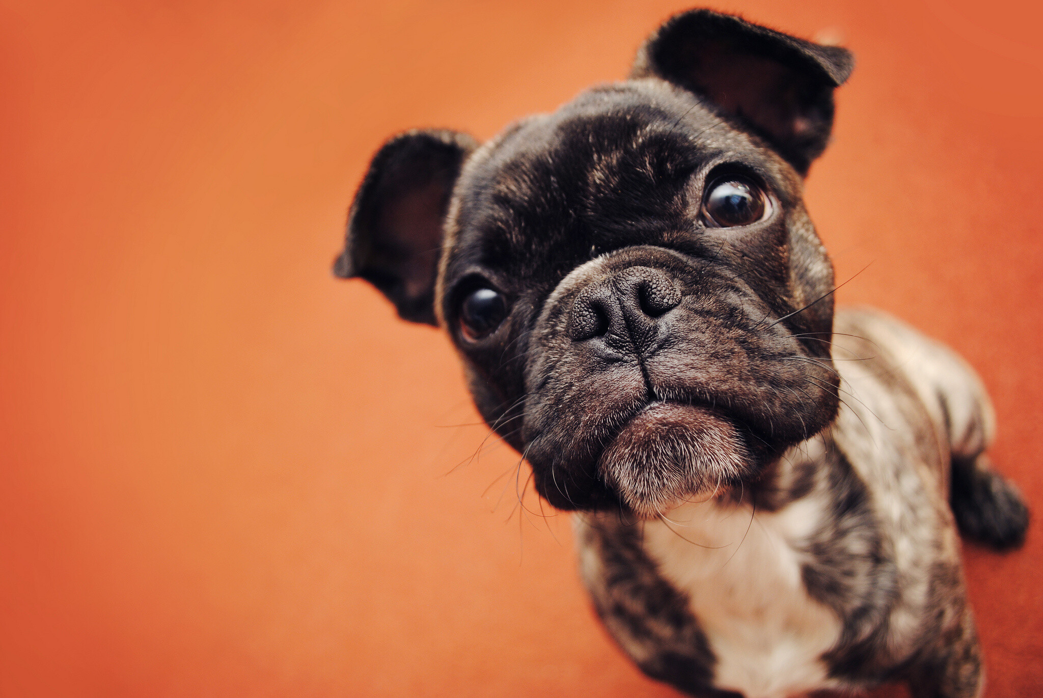 Bulldog, French Bulldog puppy, Expert, 2050x1380 HD Desktop