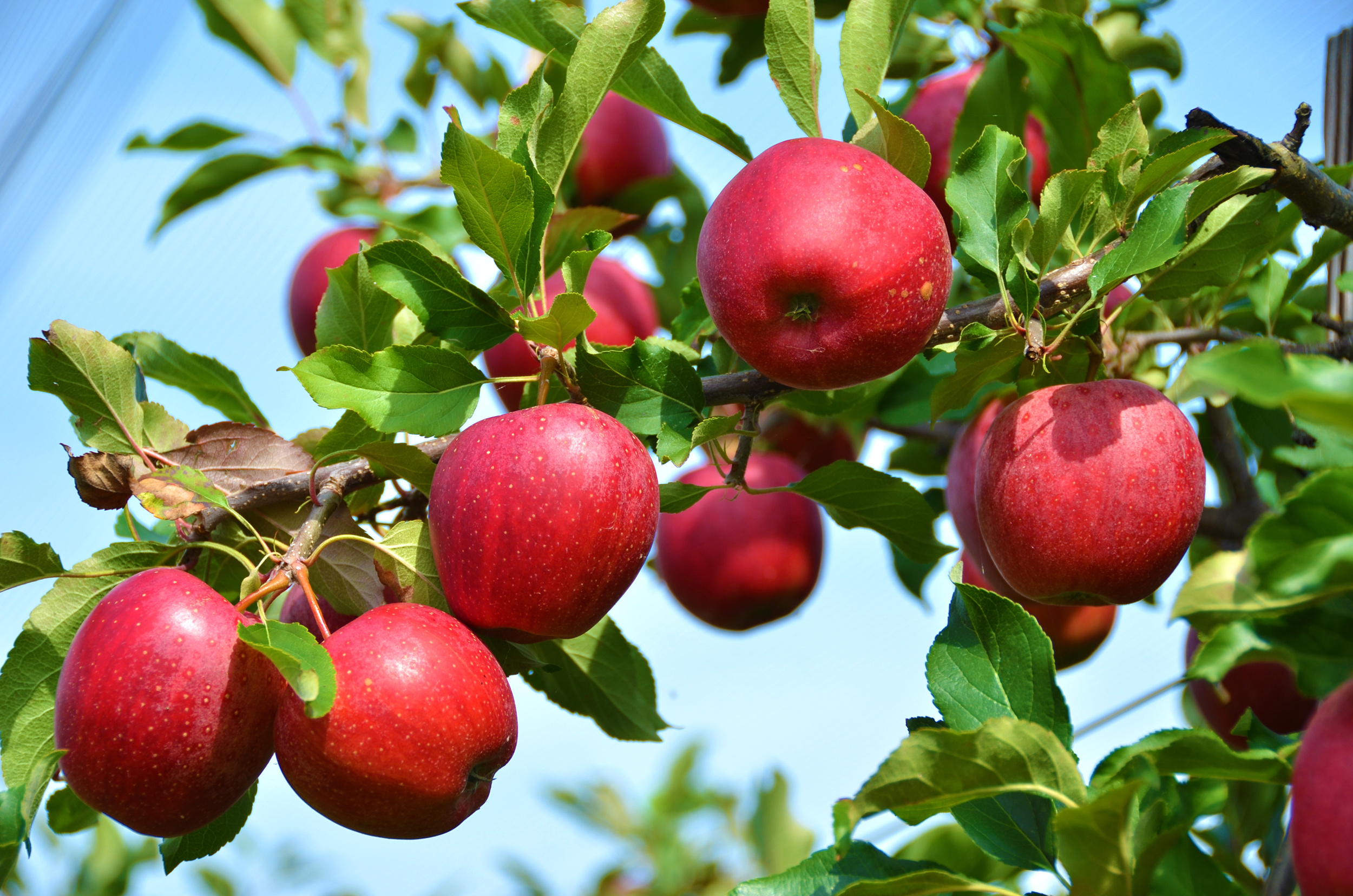 Red Delicious, Apple Trees Wallpaper, 2500x1660 HD Desktop